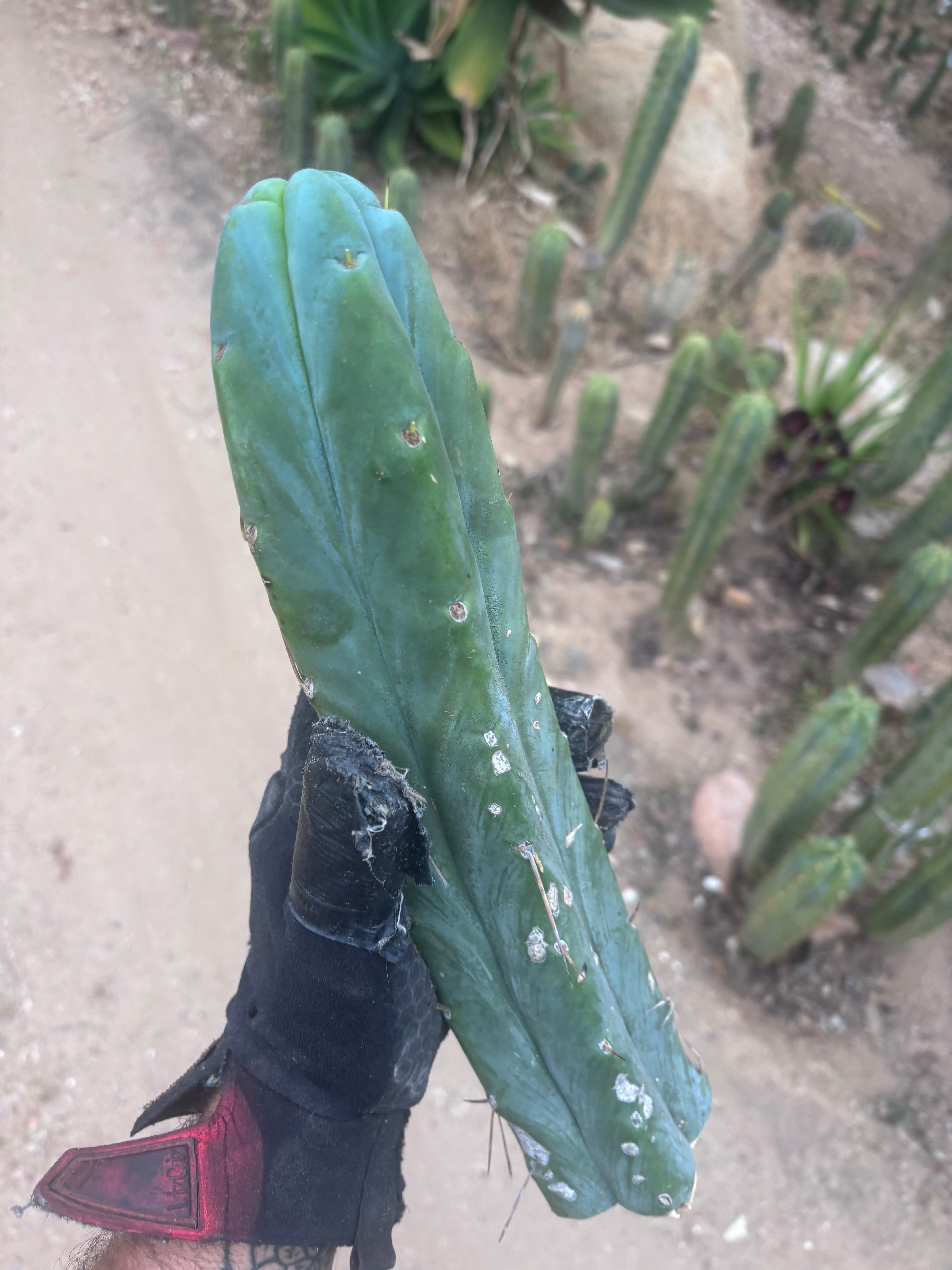 👑🌶️🌶️  Jiimz Twin — 14” Tip