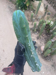 👑🌶️🌶️  Jiimz Twin — 14” Tip