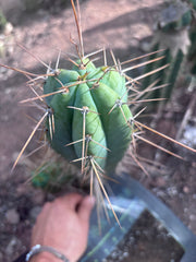 👑🌶️ Nash — 14” Tip