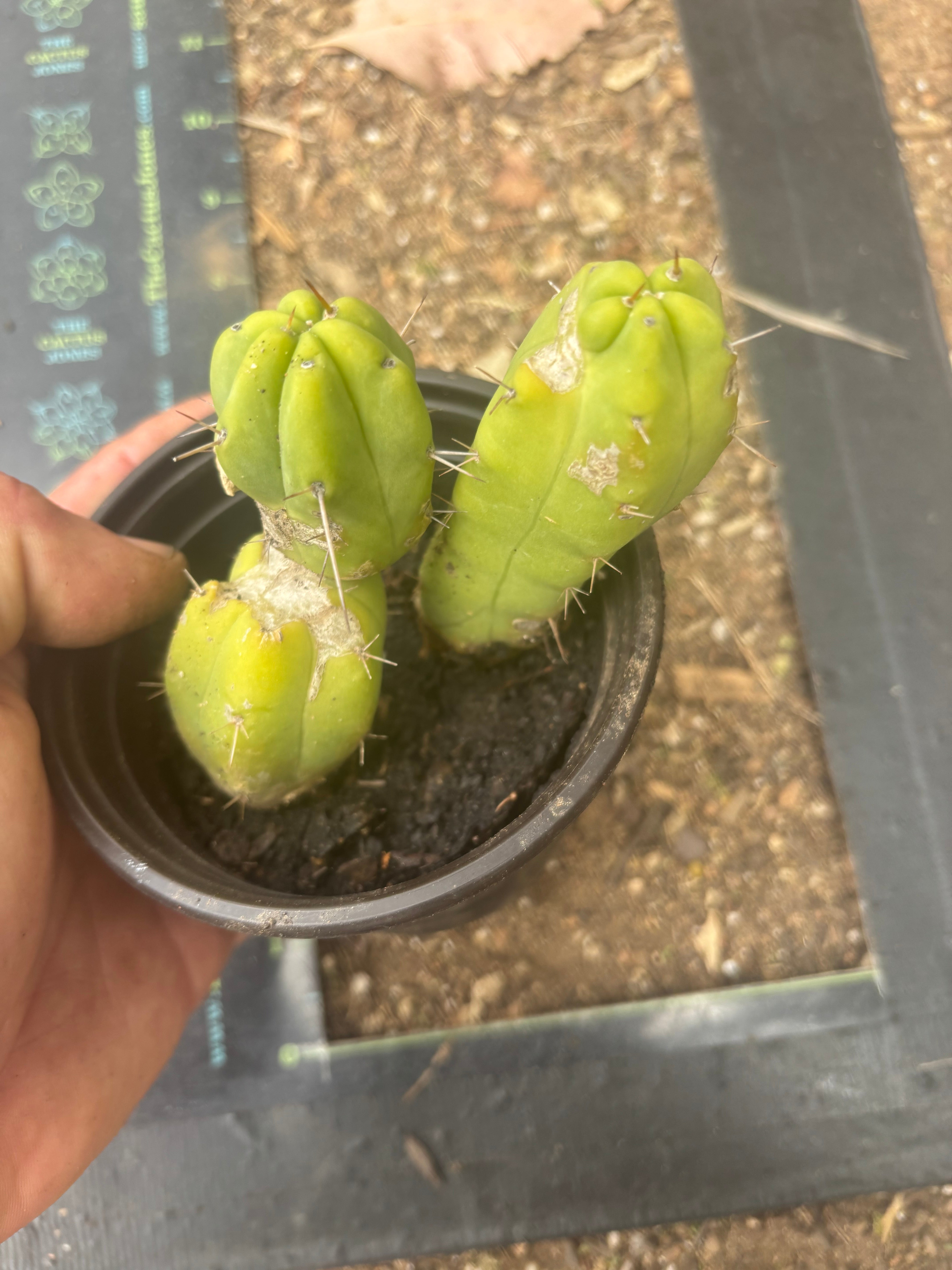 👑🌶️🌶️ Dulzura — Two Lil’ Rooted Tips