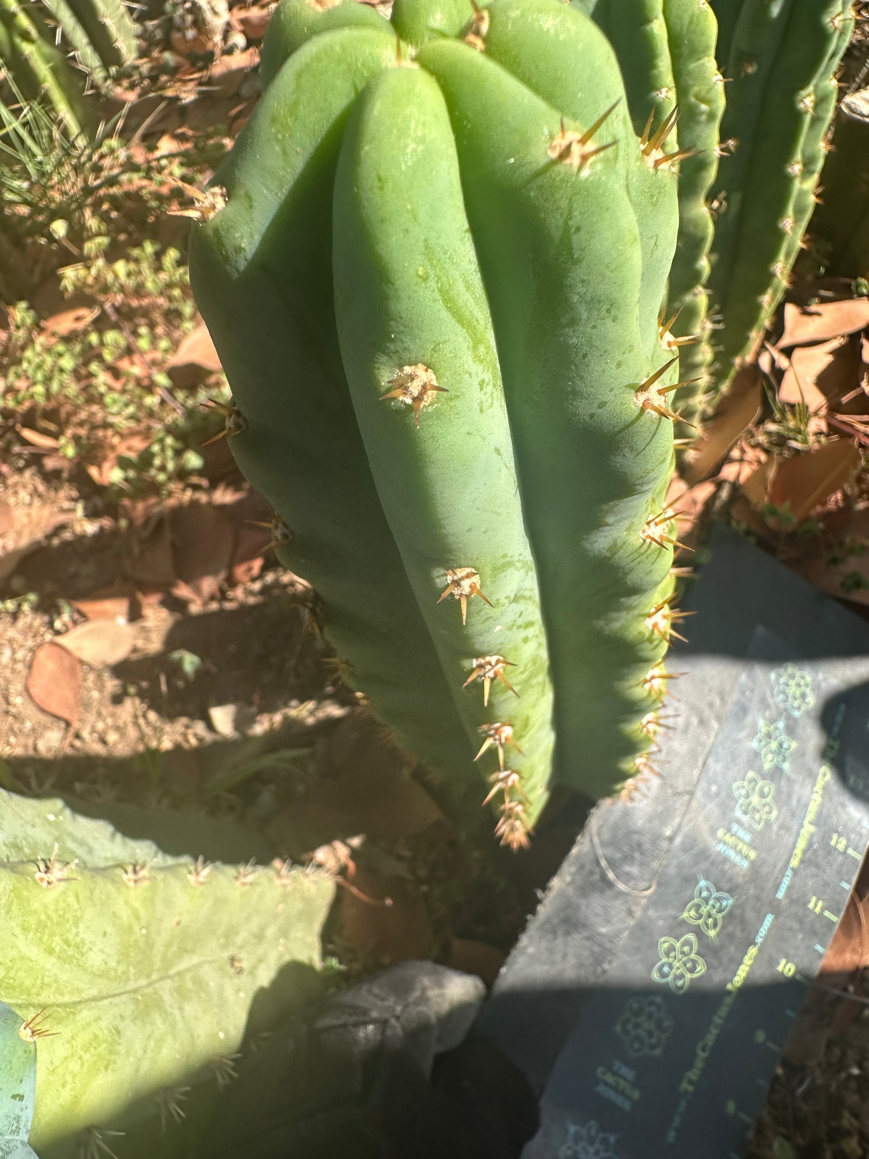 🌶️🌶️ NoidTwo —10” Tip