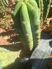 🌶️🌶️ NoidTwo —10” Tip