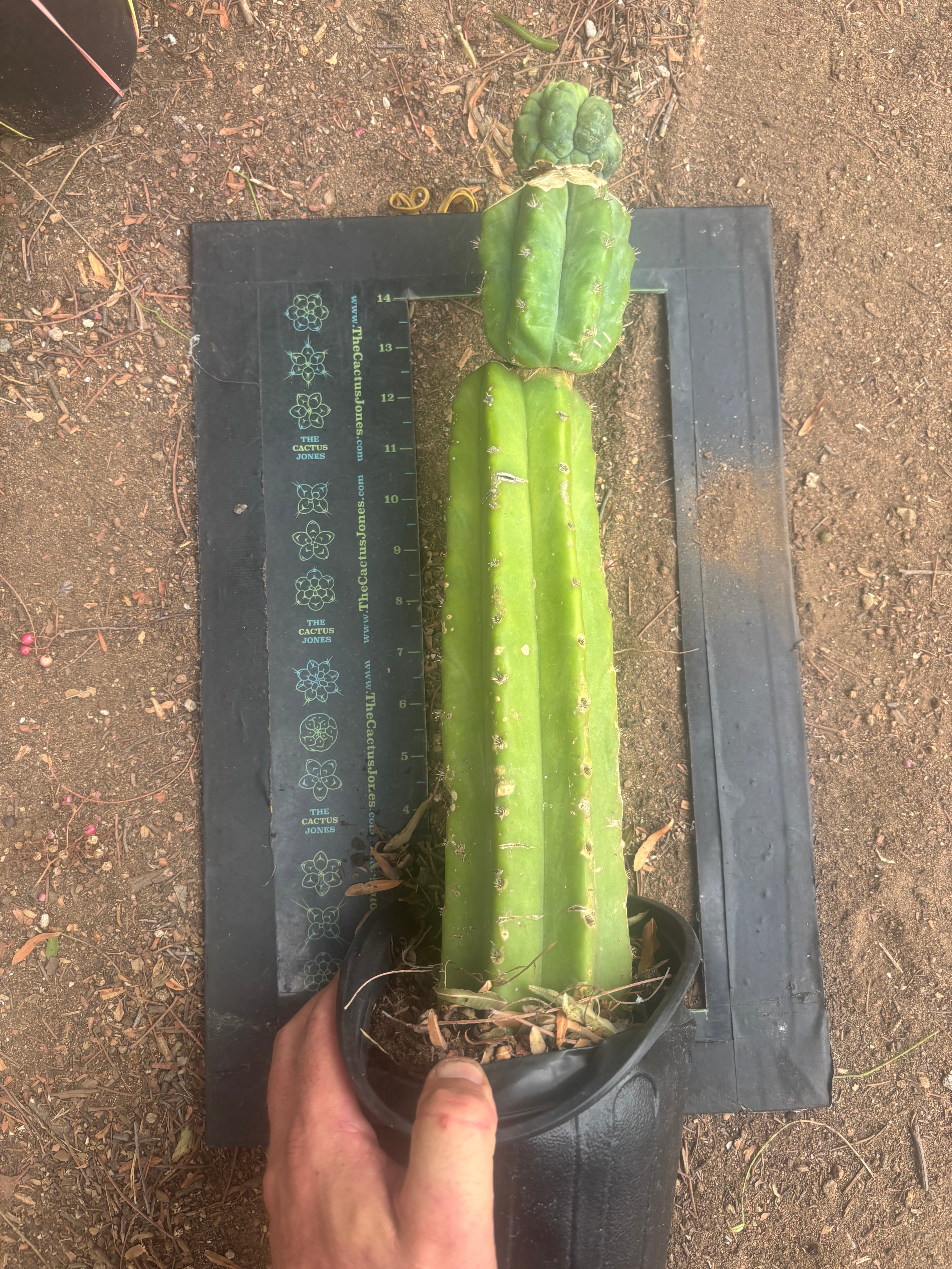 💎👑💎 Havran — XL Established Graft on Rooted 15” PC
