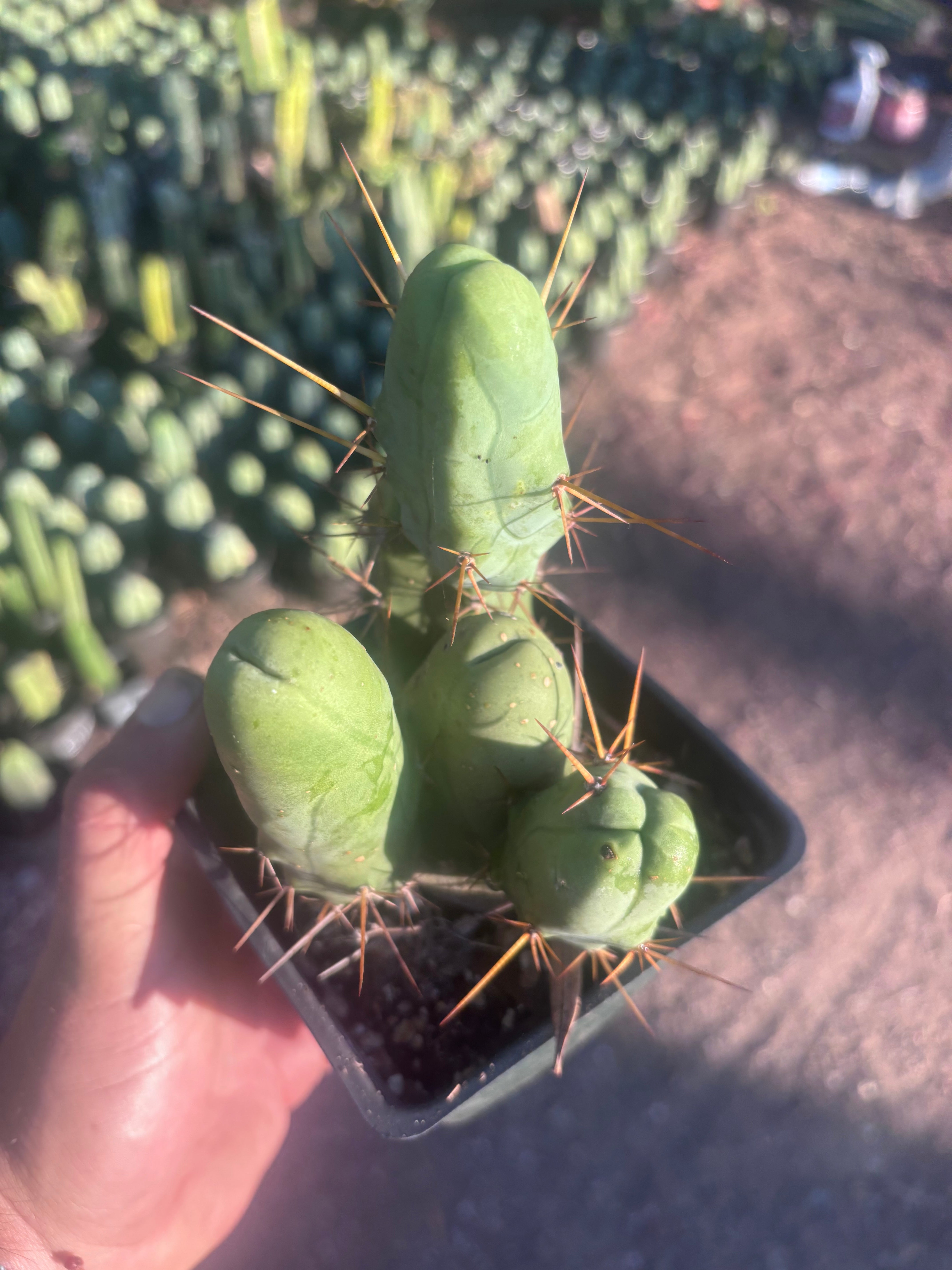 👑🌶️🌶️  TBM Clone B — Fully Rooted