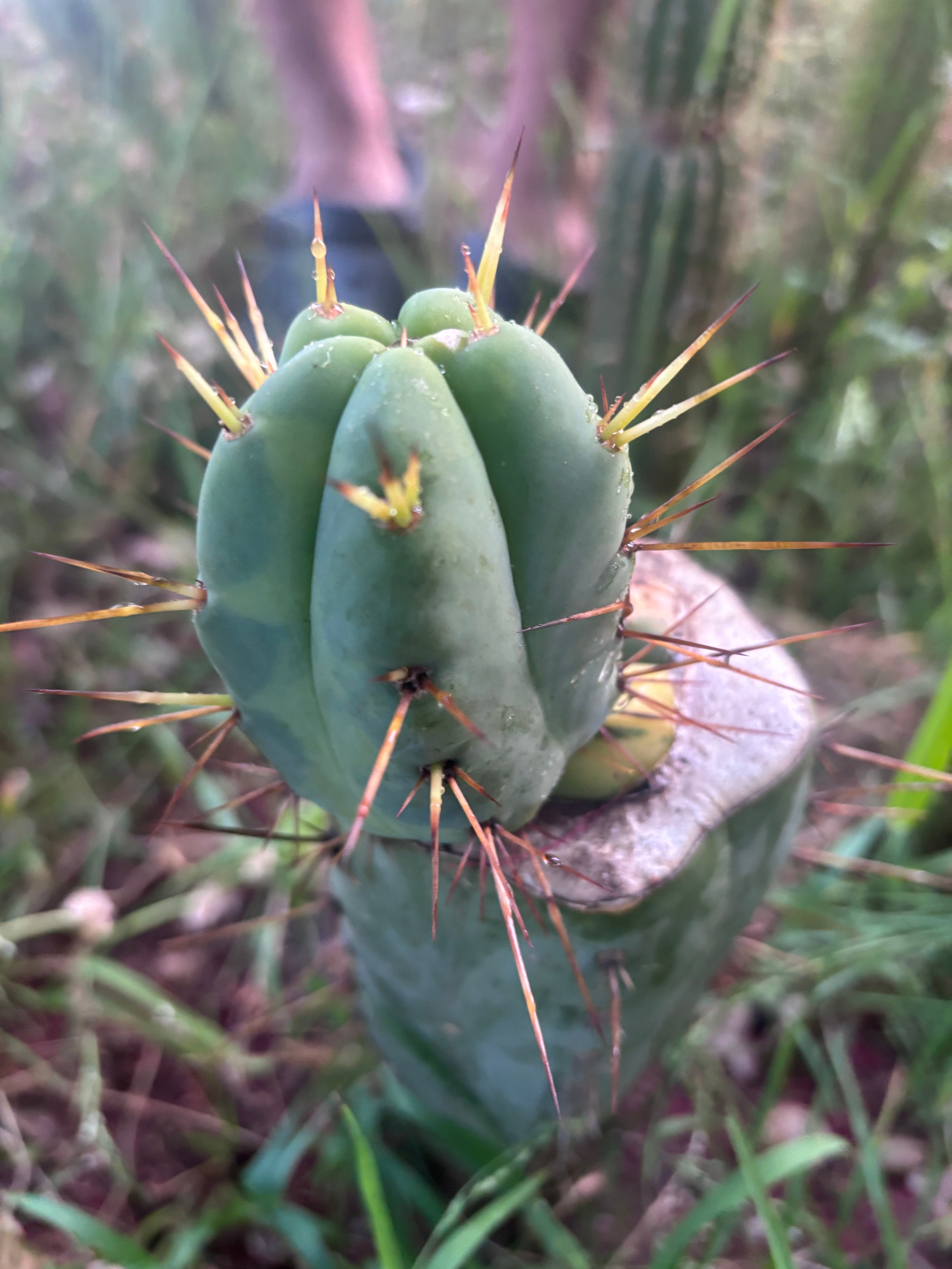 💎👑💎🌶️ MJC01  — Jumbo Graft with Fat Pup (Rootstock is Hammer)