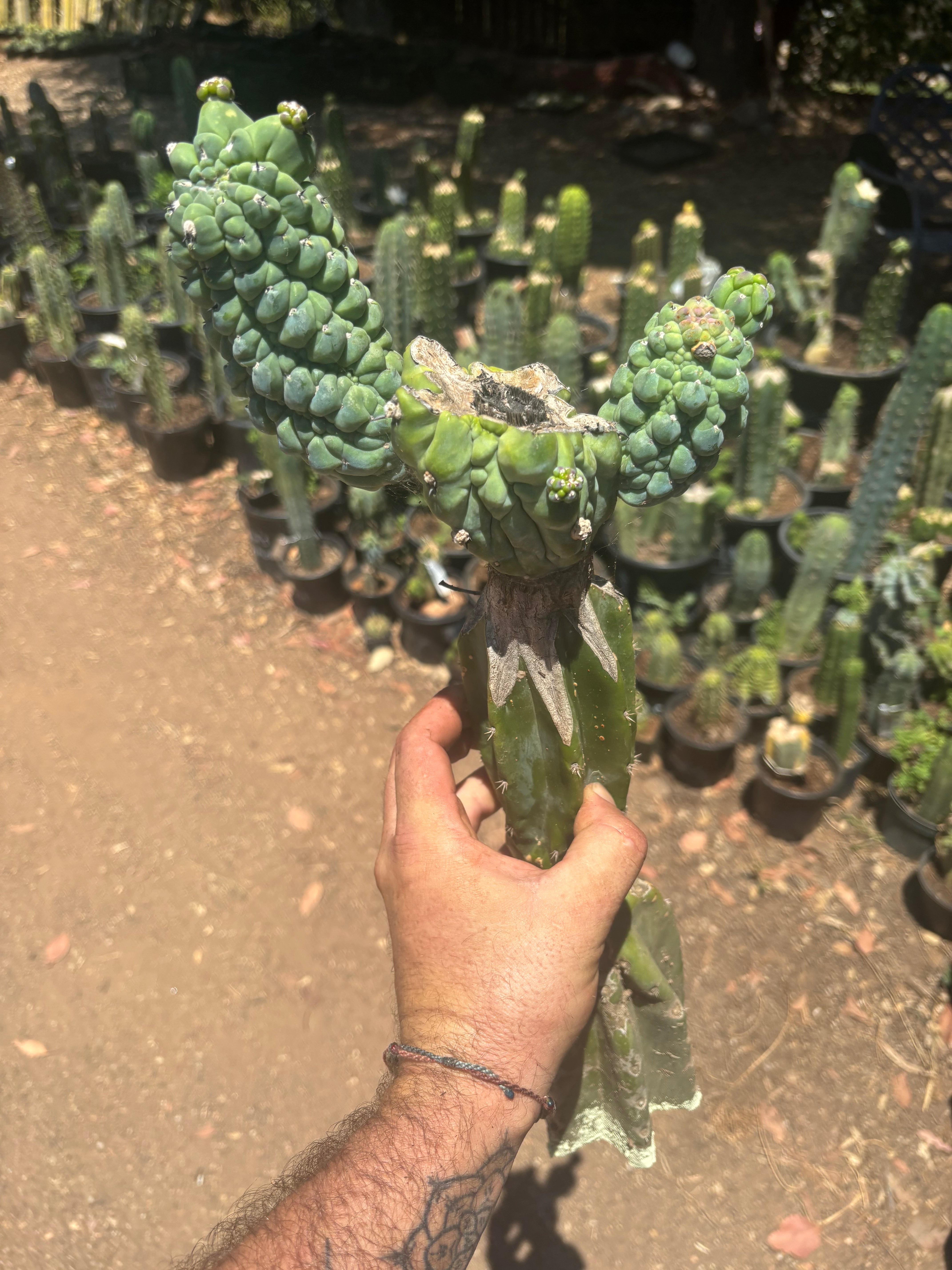 👑💎 Glorp — Another XL Graft