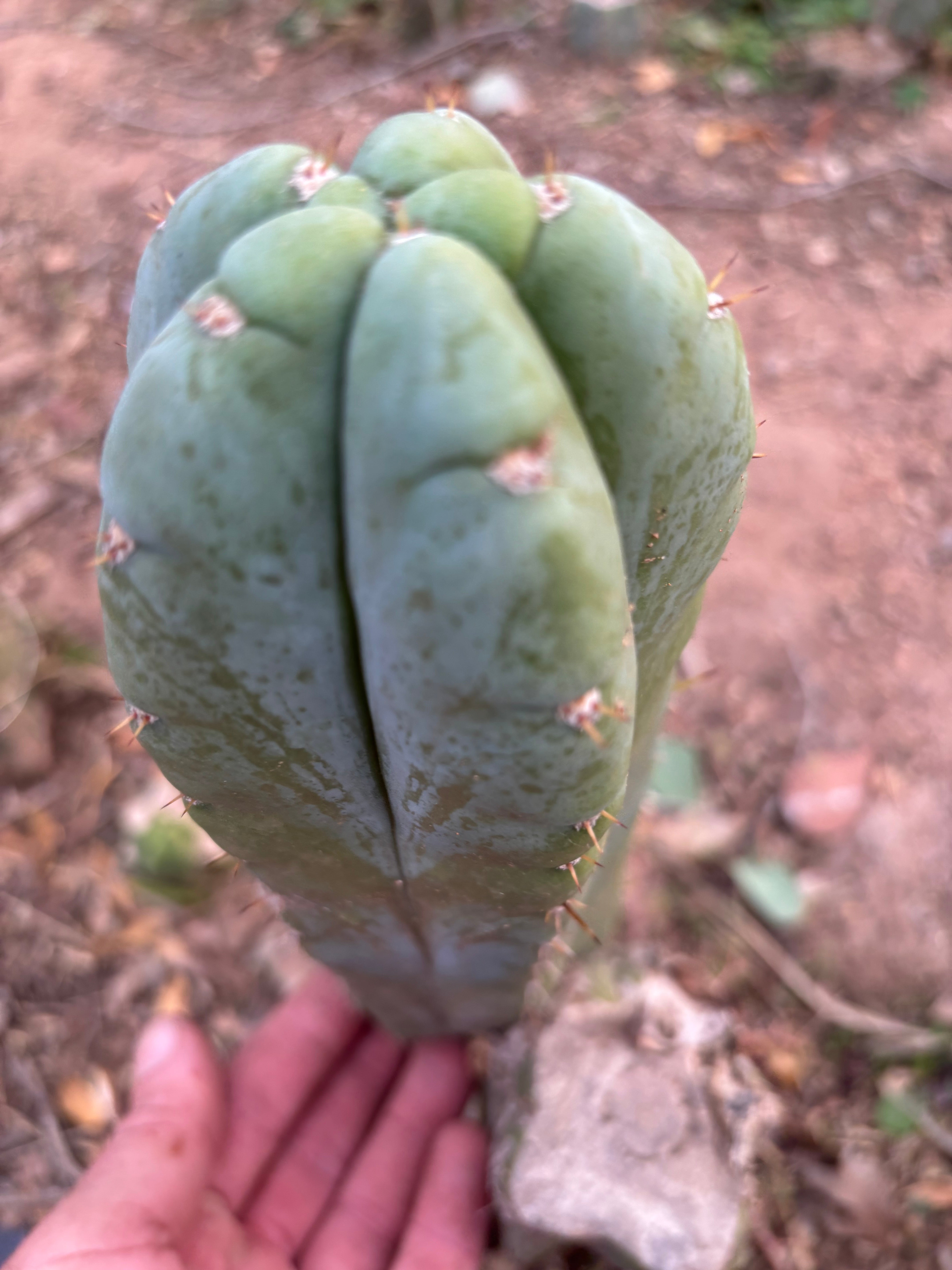 👑💎🌶️ Bob’s Colossus—  Chonky 9” Pup