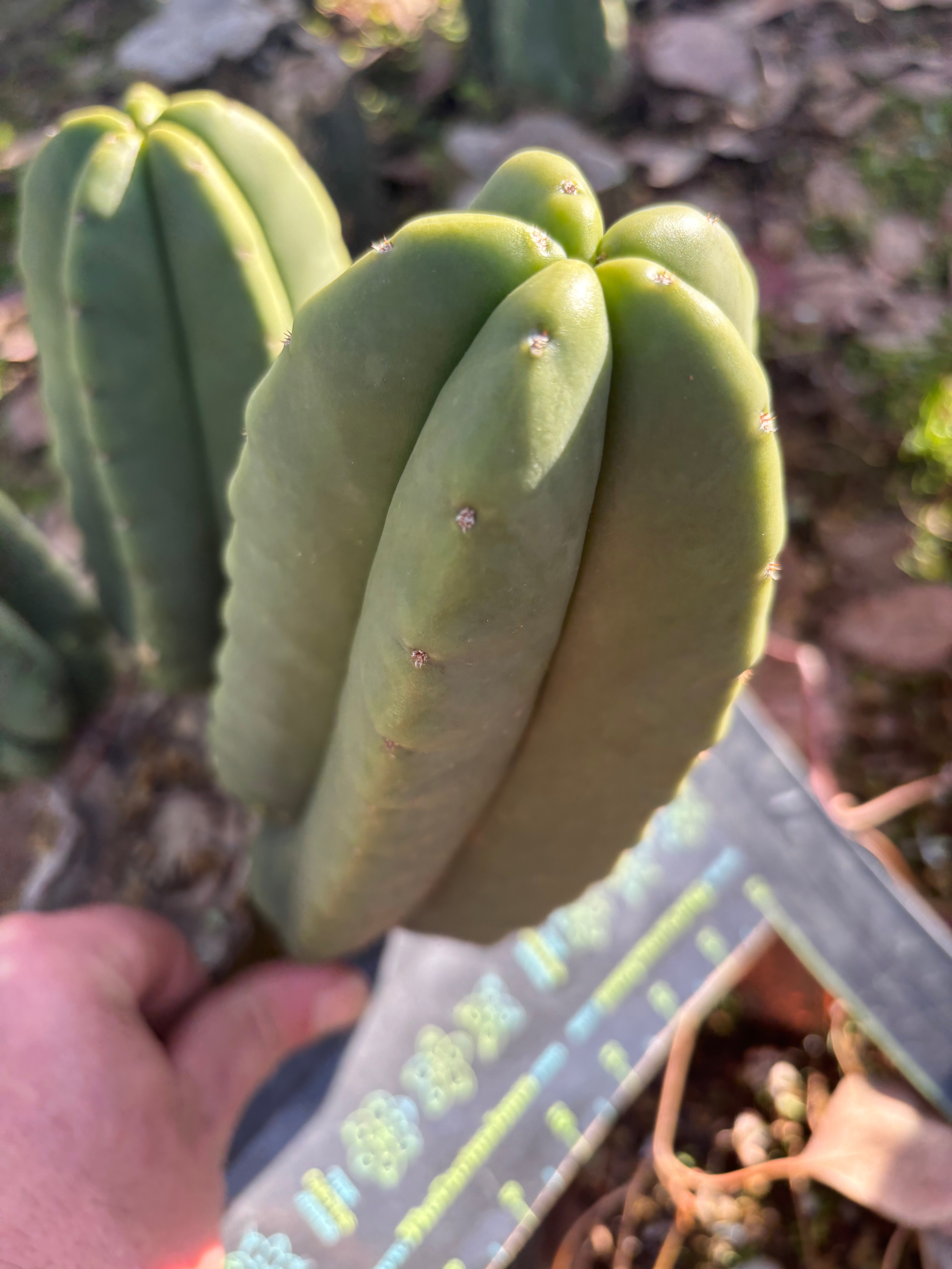 👑🌶️ Zulk — 9” Pup Melon