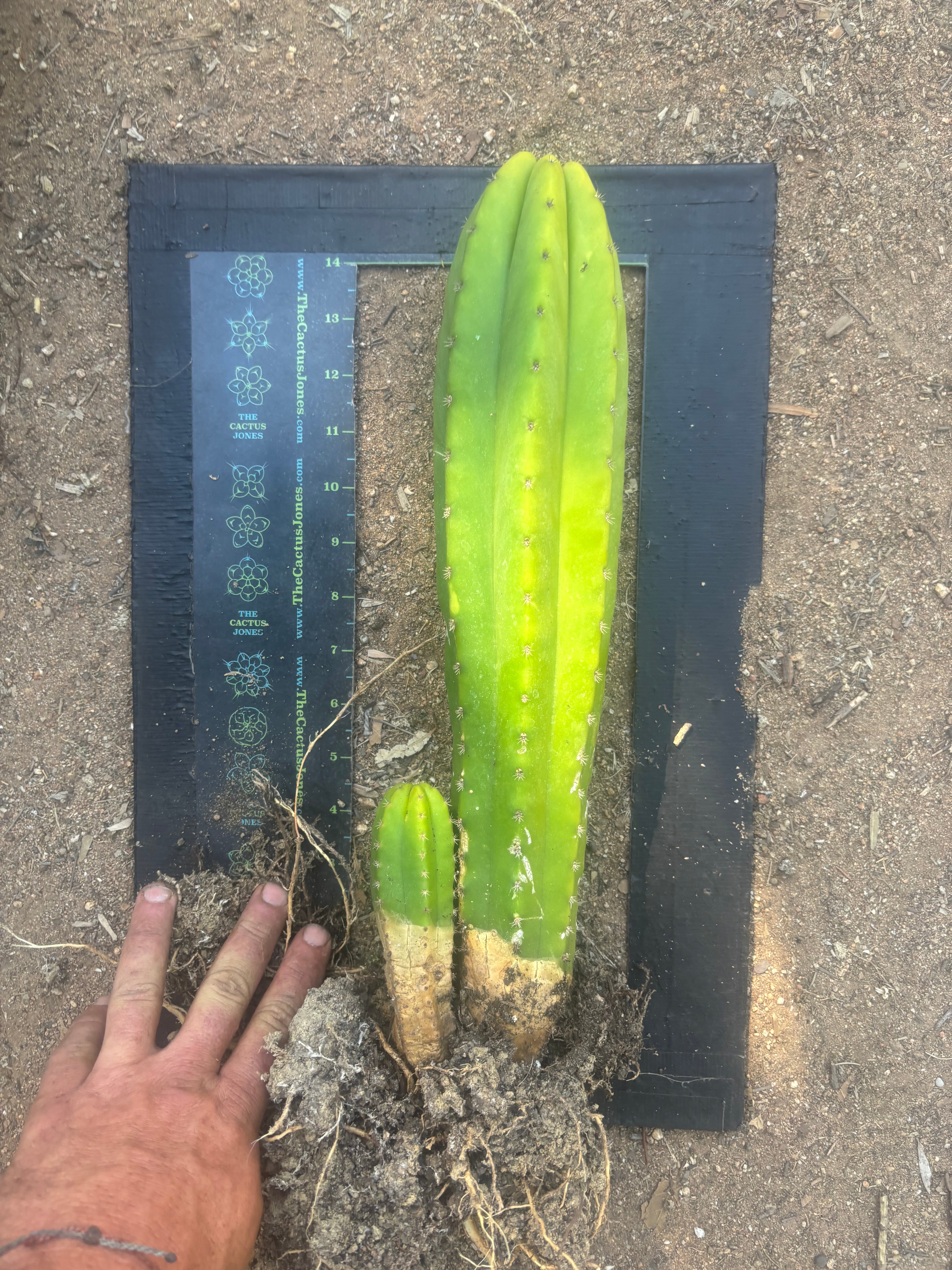 💎 Landfill x Super Pedro — Seed Grown XL 15” Full Roots