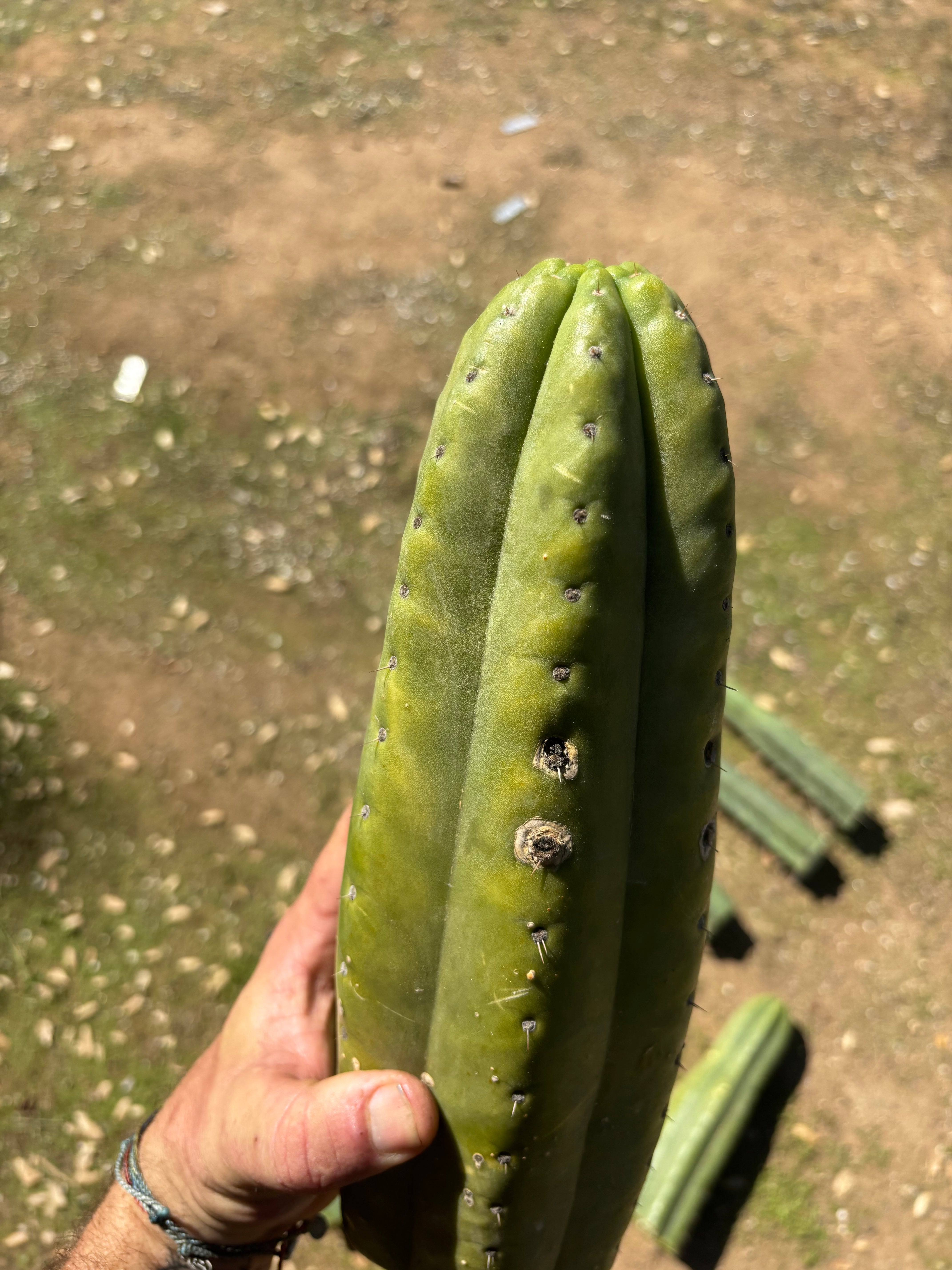 👑🌶️ Tom Juuls Giant  — Thick 12” Tips