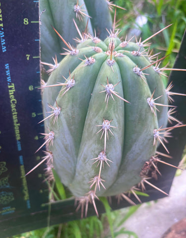 💎 SASS x Sharxx — 8” Melon Pup