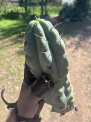 💎🌶️🌶️ NOM — Beefy 10” Tip