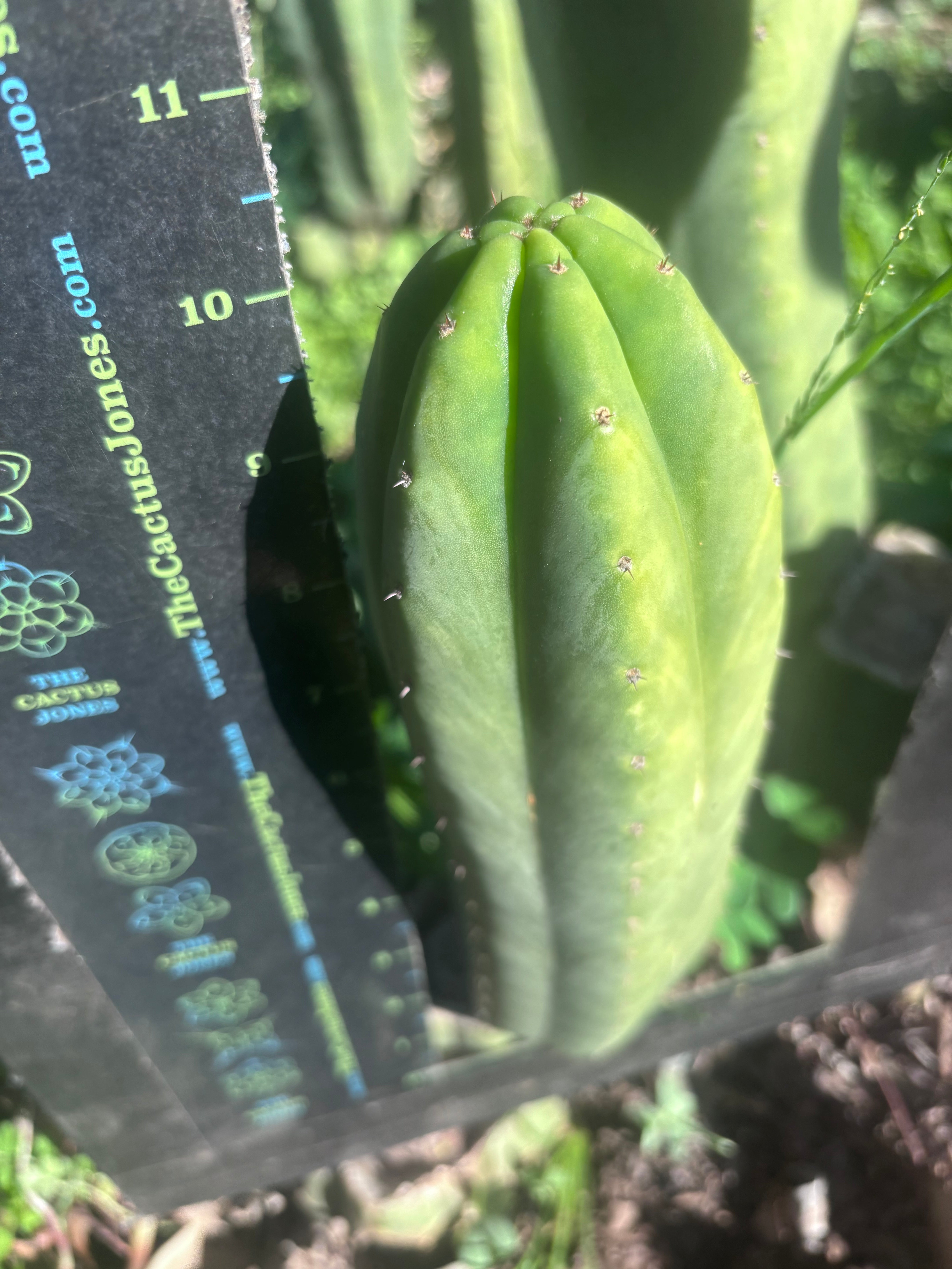 👑🌶️🌶️ Ogun — 10.5” Pup