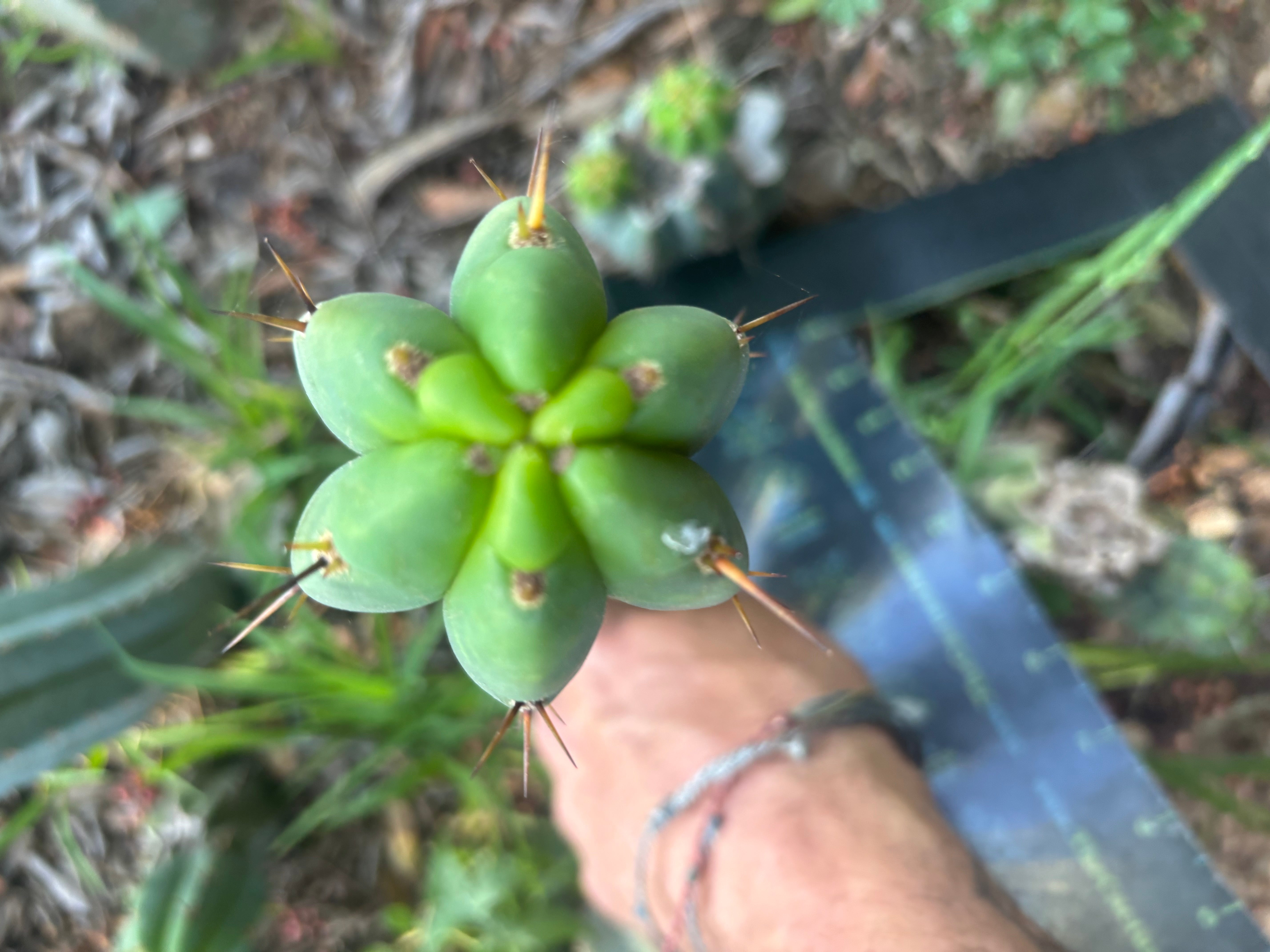 👑🌶️🌶️ Pala — 9” Tip