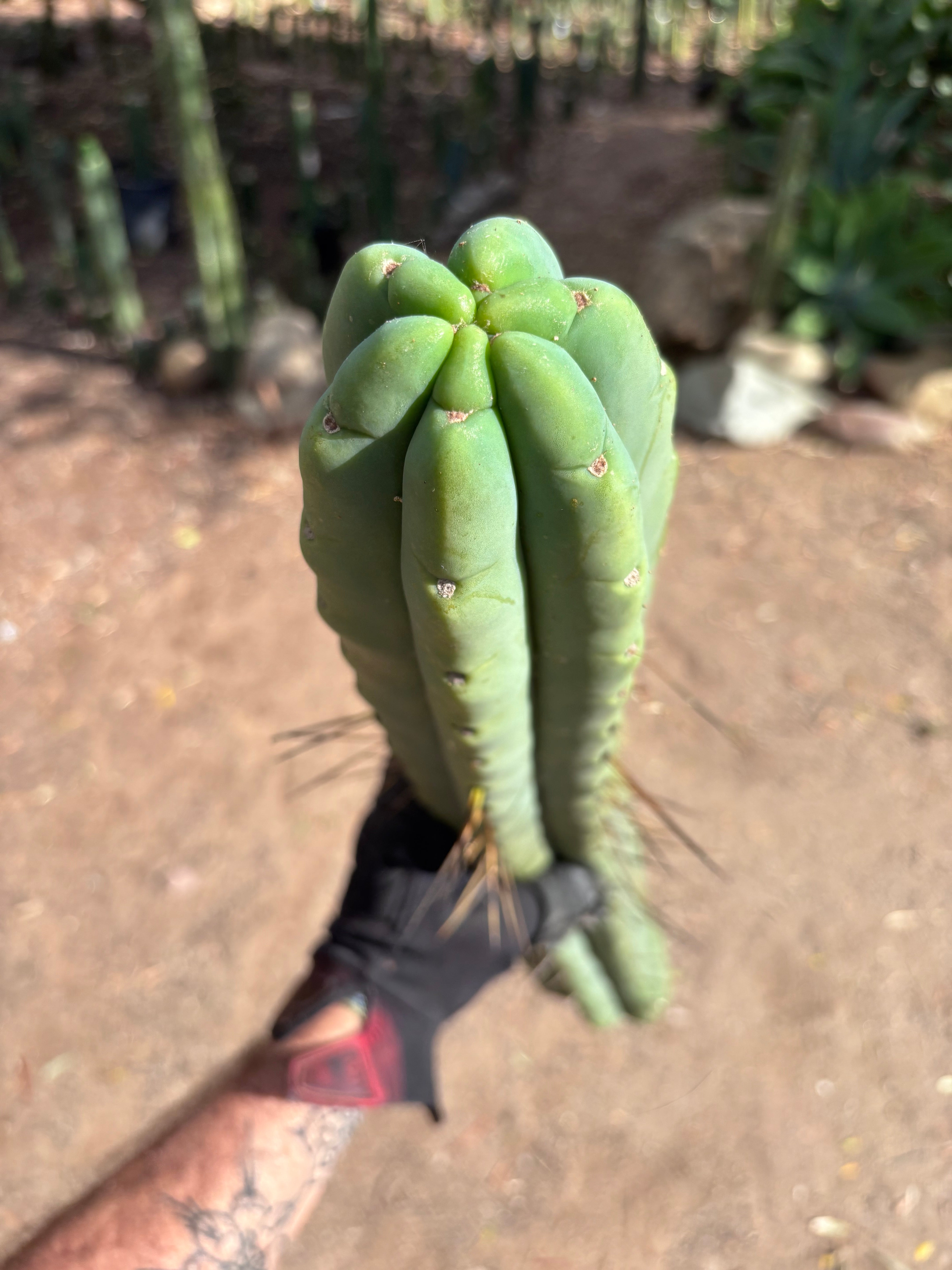 💎👑💎🌶️🌶️ Eileen — MEGA 21” (Tip #6)