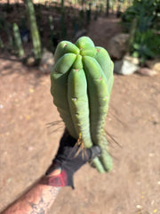 💎👑💎🌶️🌶️ Eileen — MEGA 21” (Tip #6)