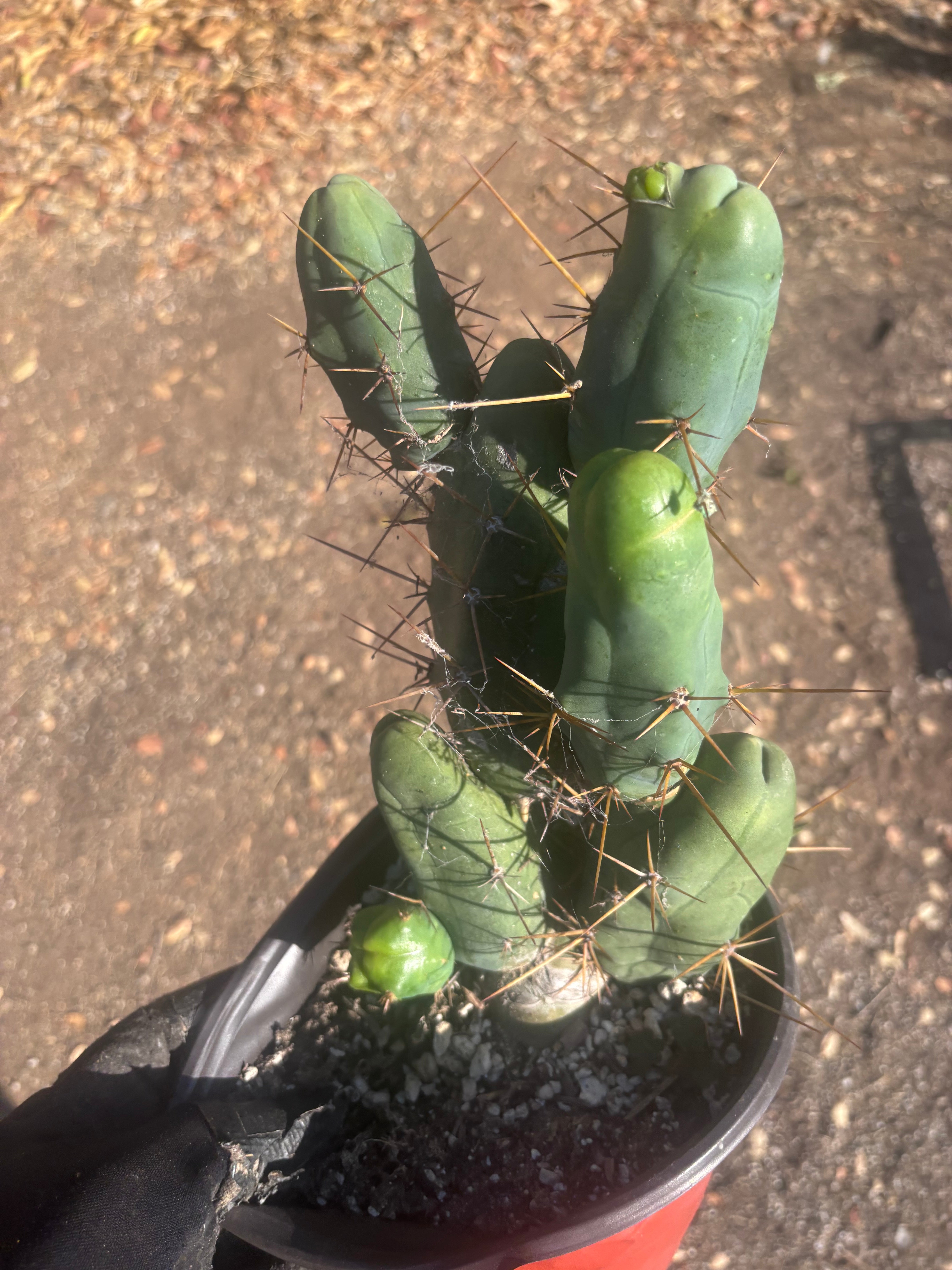 👑🌶️🌶️  TBM Clone B — Large, Fully Rooted