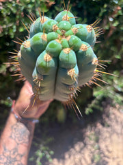 💎👑💎 Papa Smurf — Chonky 11” Pup