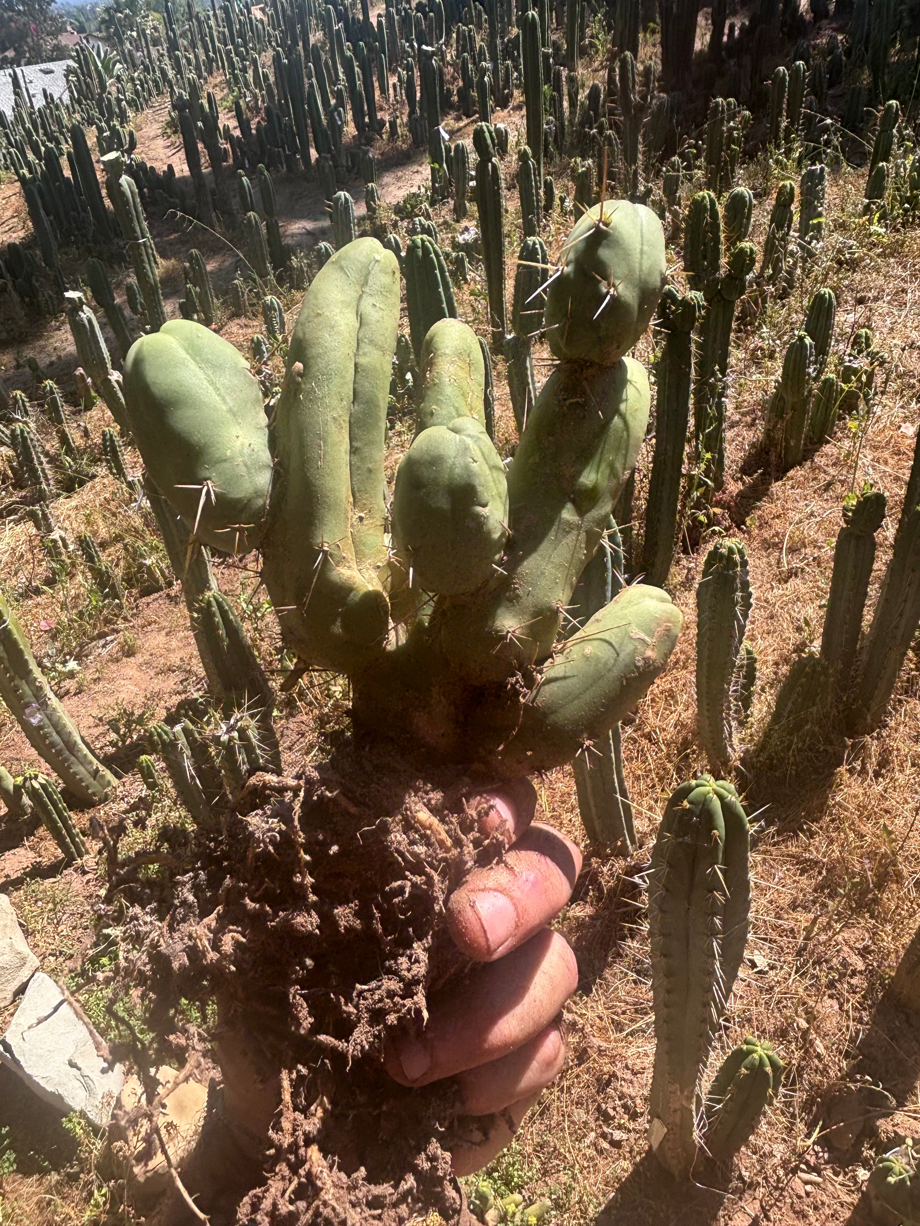 👑🌶️🌶️  TBM Clone B — XL Rooted