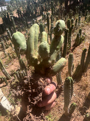 👑🌶️🌶️  TBM Clone B — XL Rooted