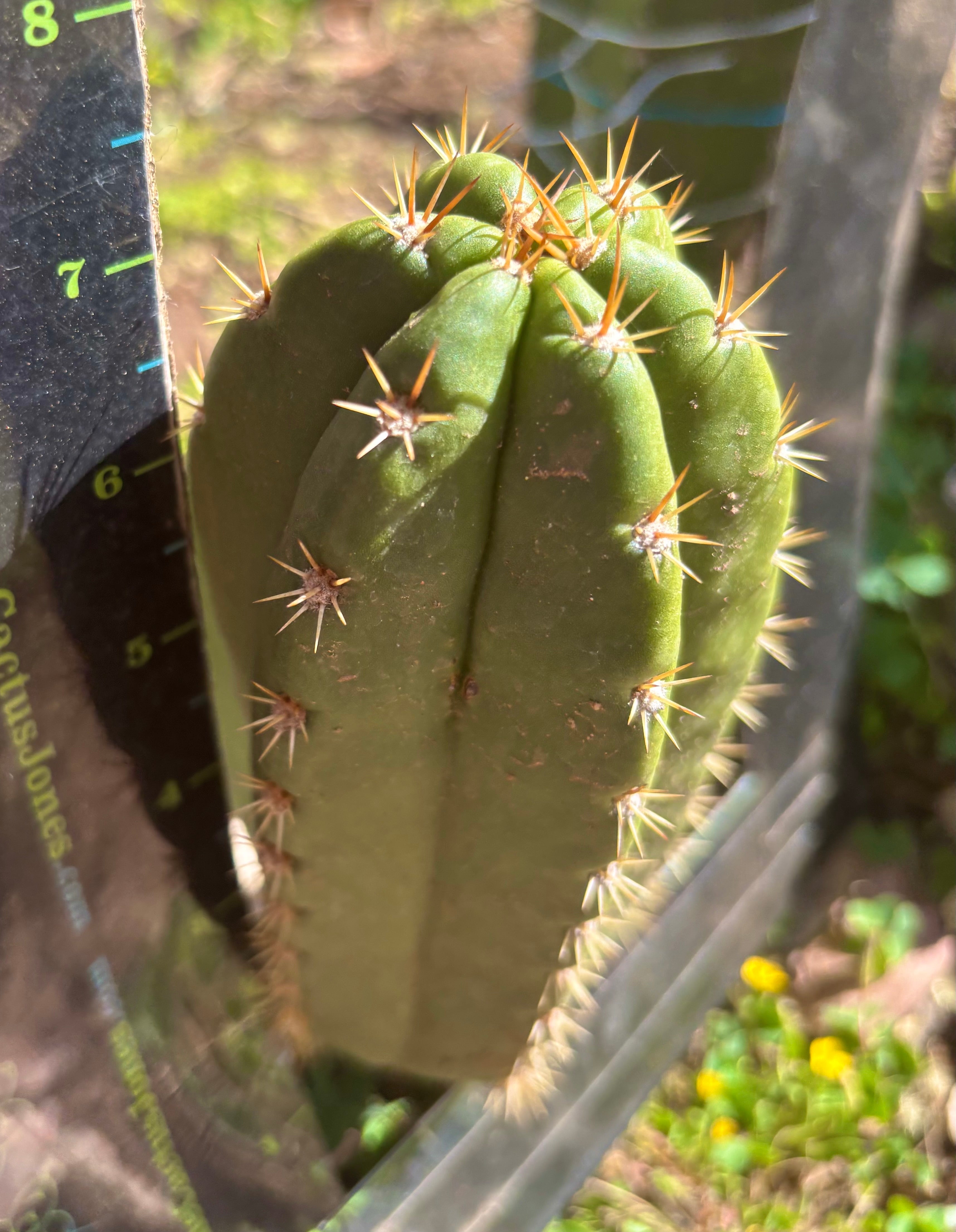 💎👑💎🌶️ CareBear — 7” Grenade Pup
