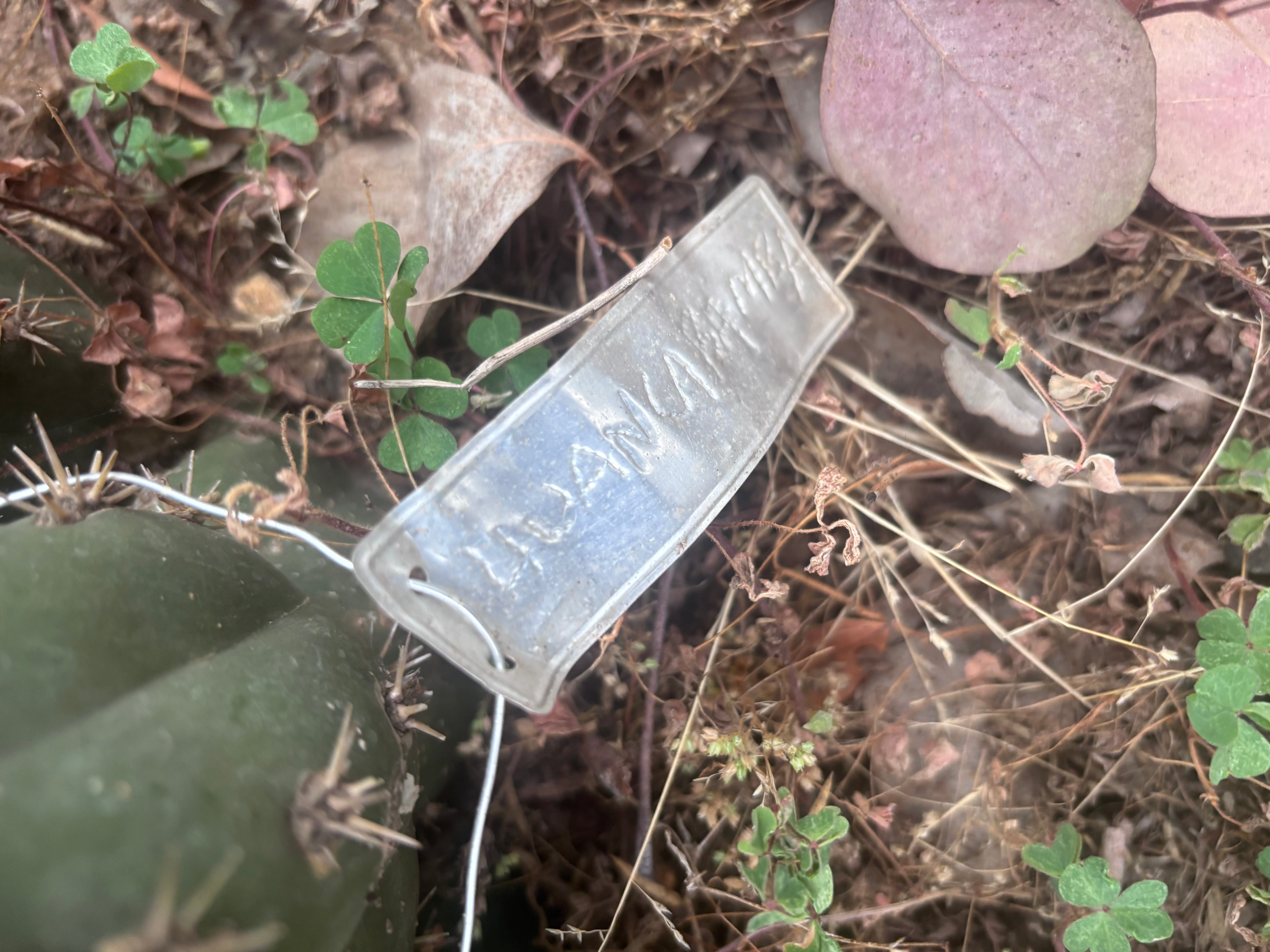 👑🌶️ Huancabamba— 13” Tip