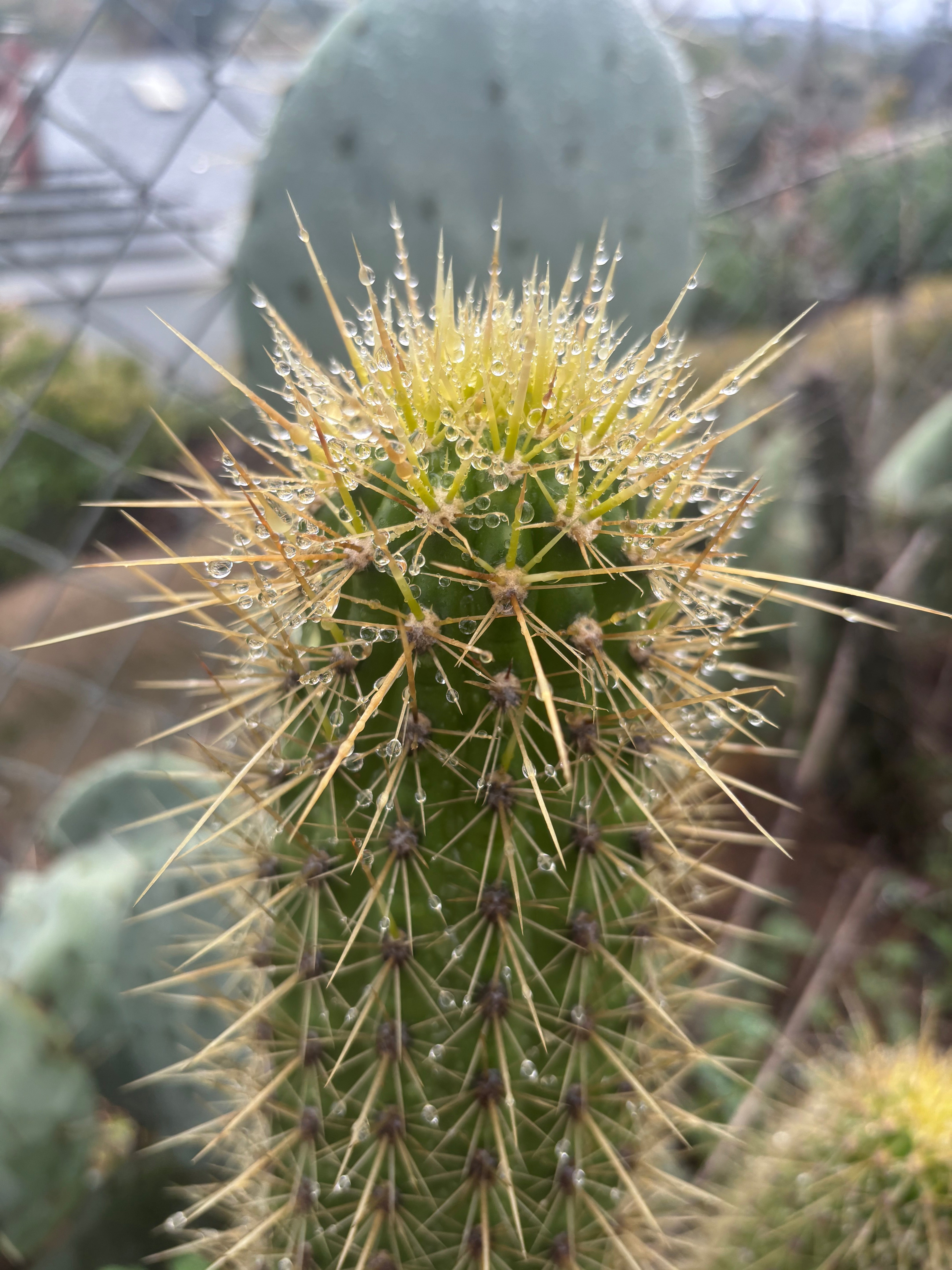 💎 T.Camarguensis  — 11” Tip