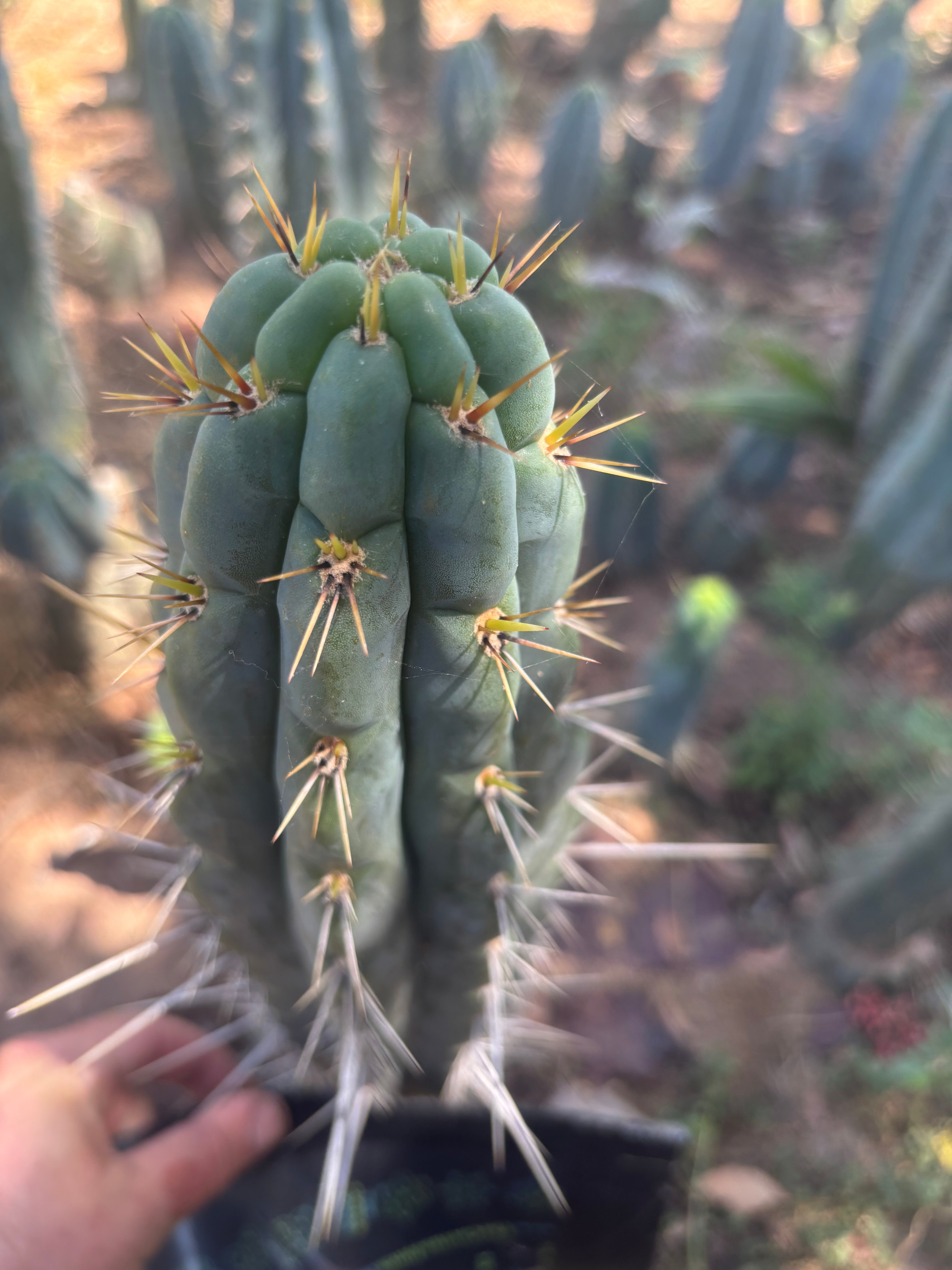 👑 Chala, The Backeburg Clone — 11.5” Tip
