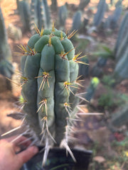 👑 Chala, The Backeburg Clone — 11.5” Tip