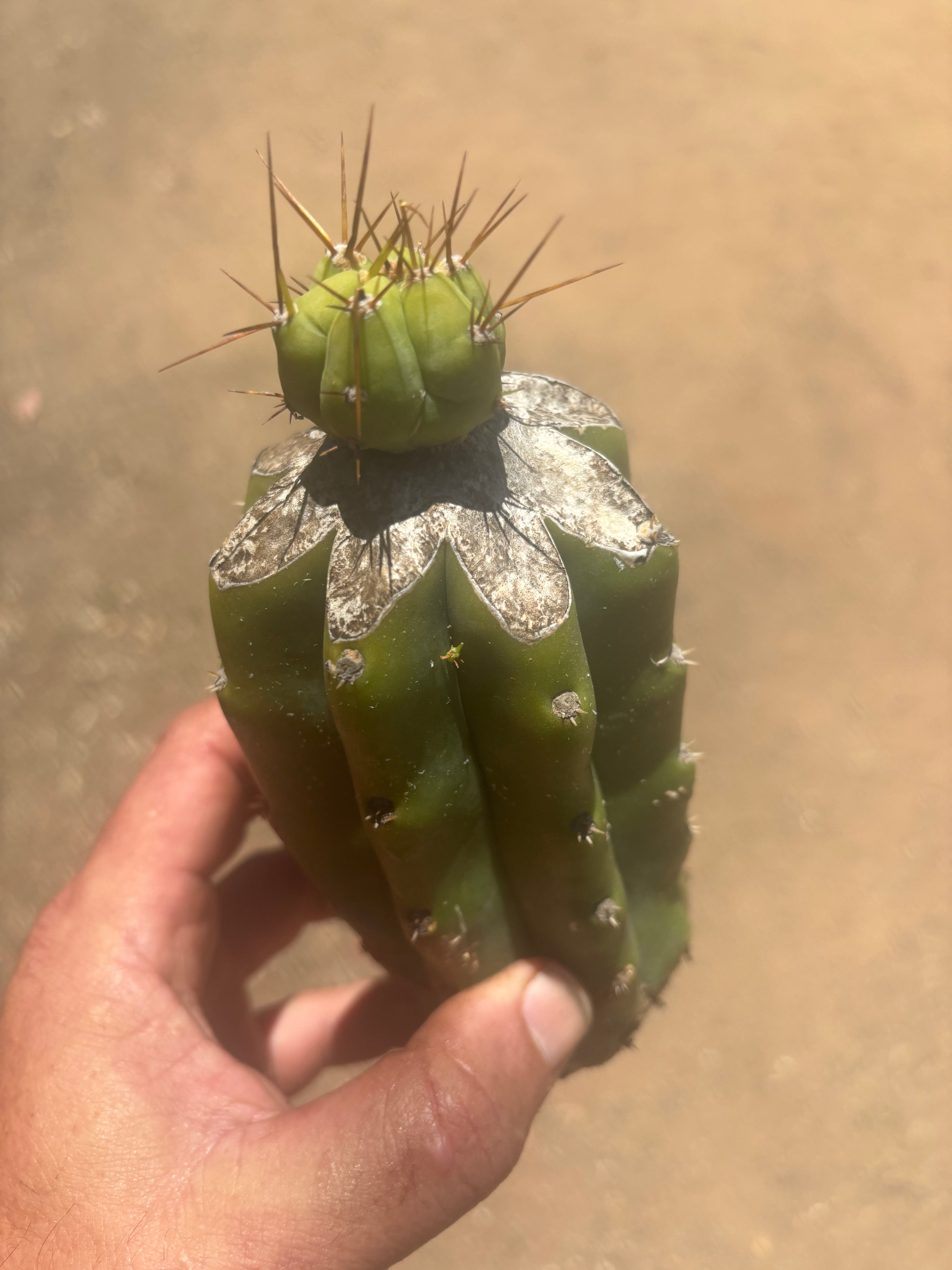 👑💎🌶️  CSD — Tip Graft on PC w/Roots