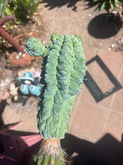 👑💎 Glorp — XL Graft with 5 Pups