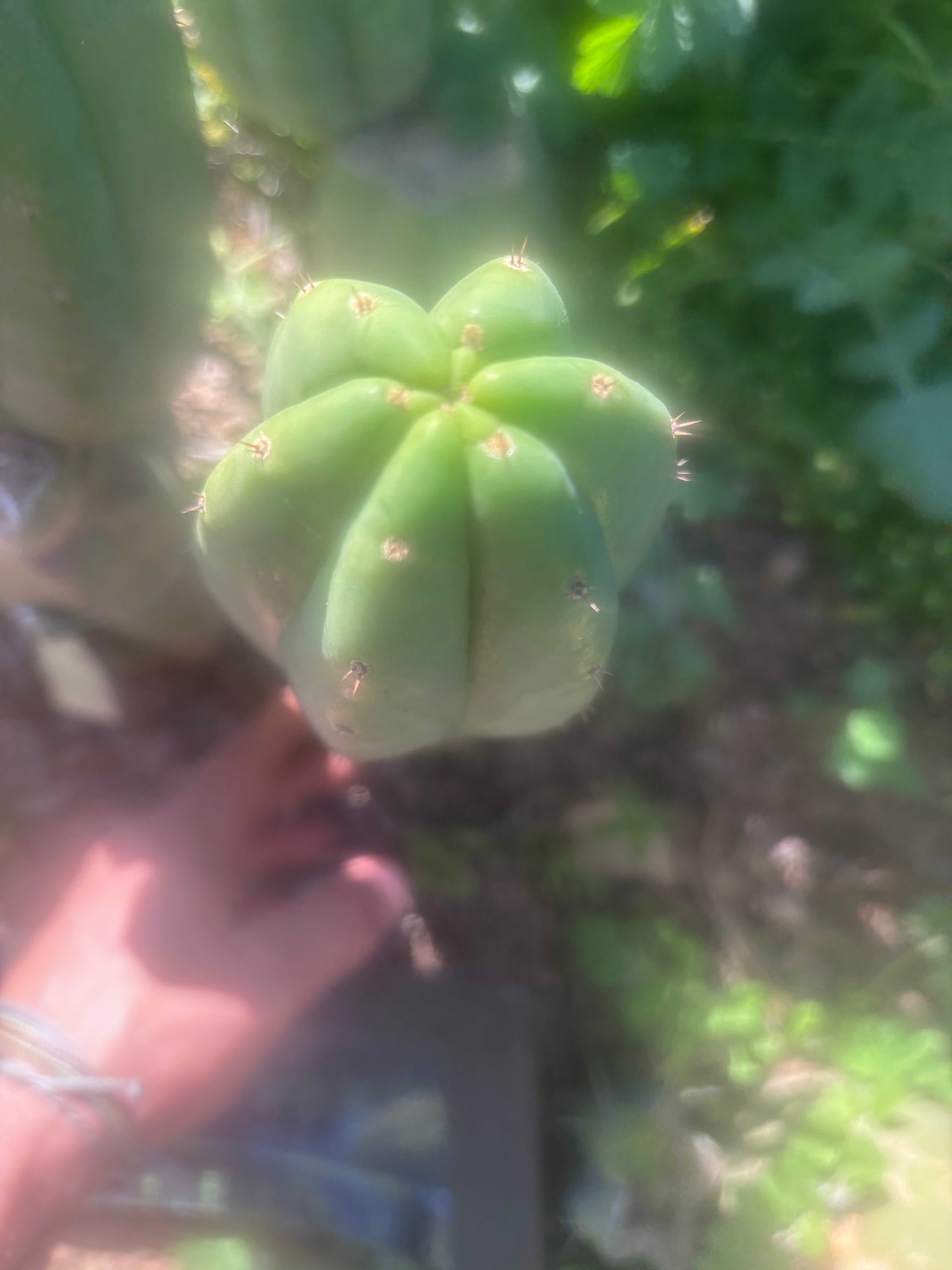 💎👑🌶️ LMP — 7” Tip