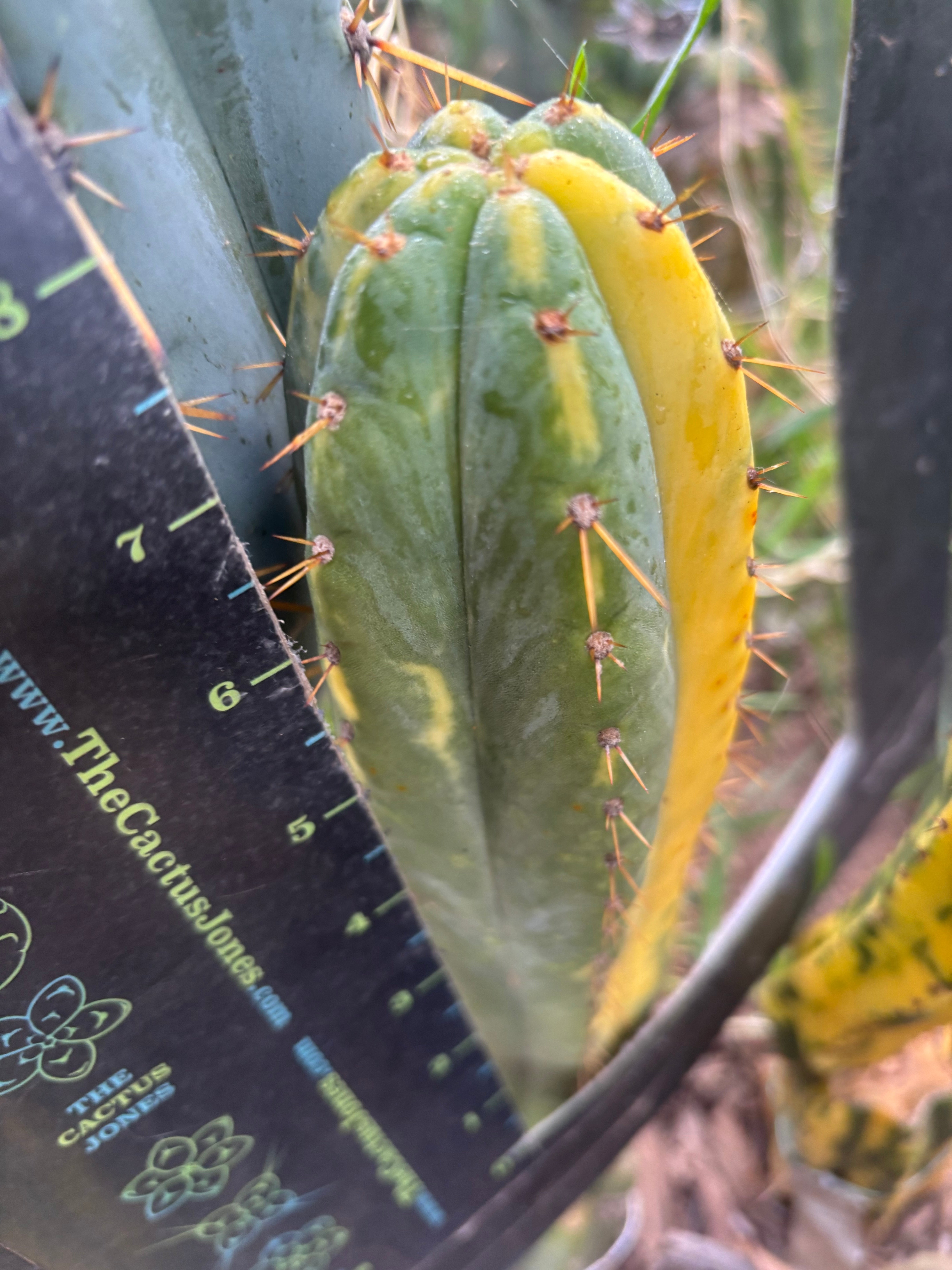 💎👑💎 Junin Huancayo — 8” Tip