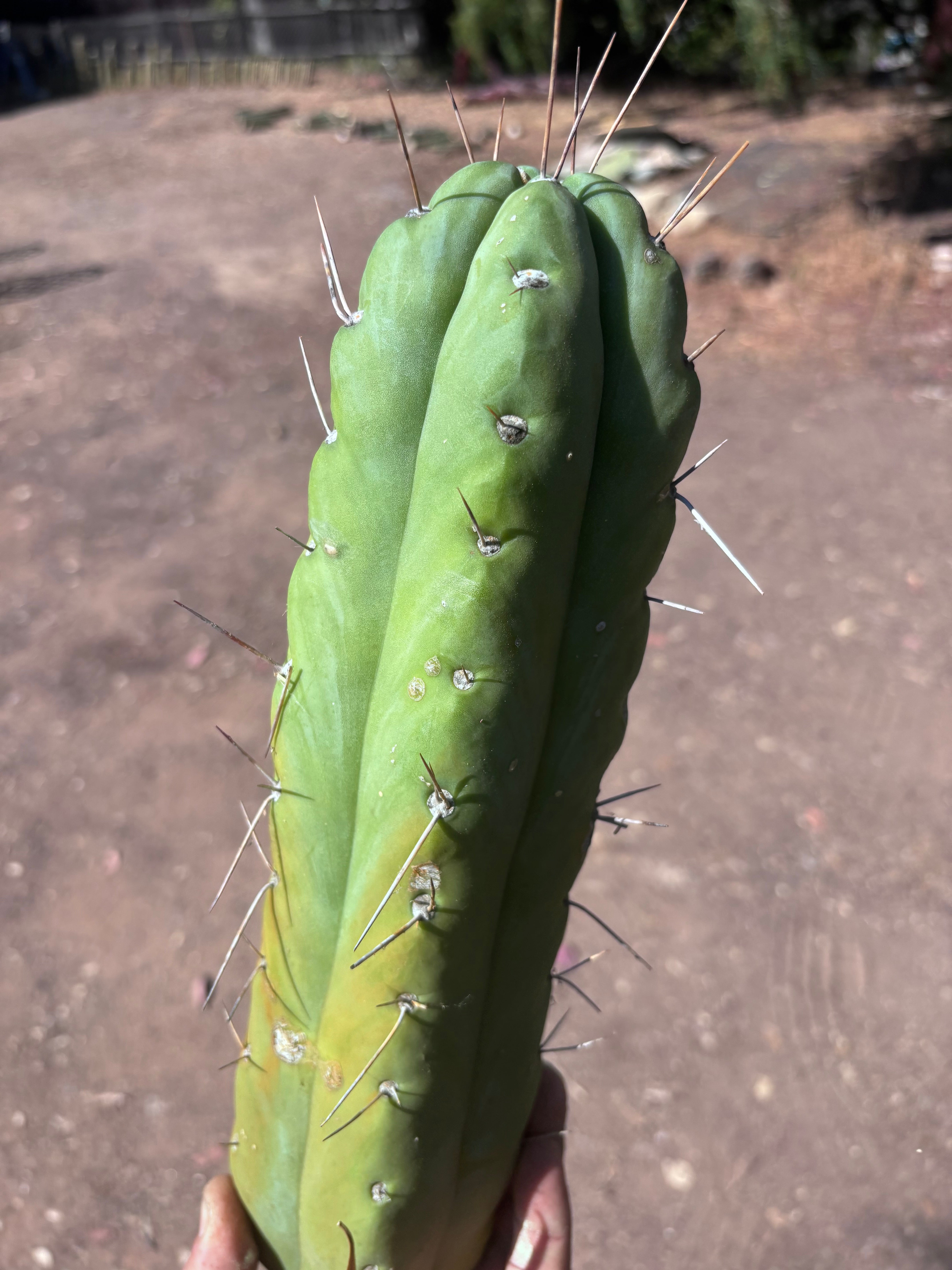 👑🌶️🌶️  Jiimz Twin — XL Fat 13” Tip