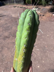 👑🌶️🌶️  Jiimz Twin — XL Fat 13” Tip