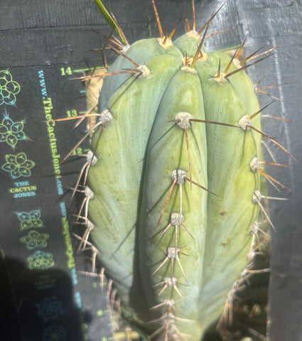 💎👑🌶️ CGG — Massive 16” Melon