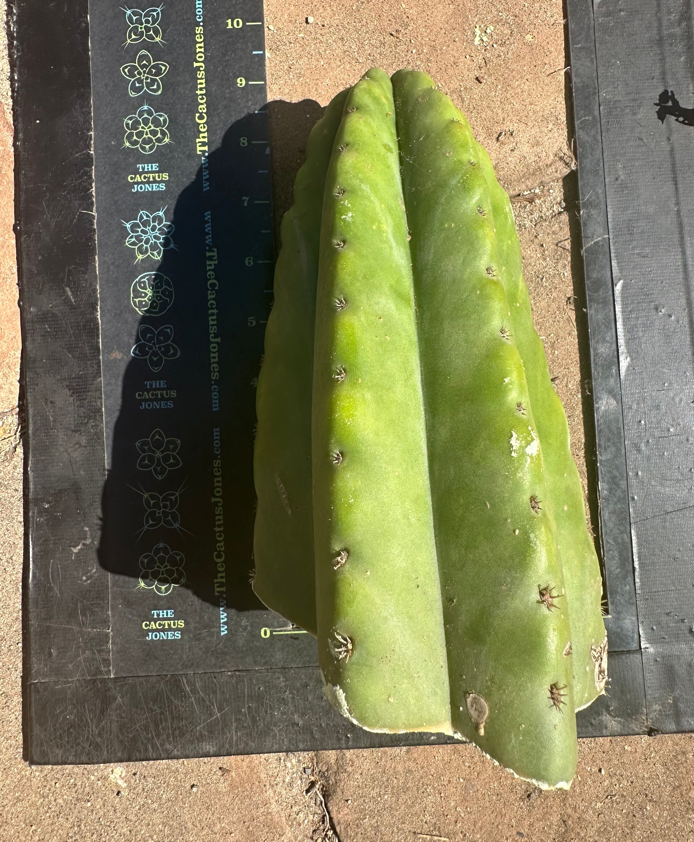 👑🌶️ Bitterfly — Beefy 9” Tip