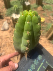 💎🌶️🌶️ NOM — Chonky 7” Pup