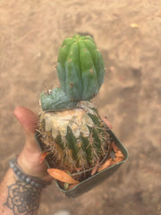 💎👑💎  NUBS — Established Slab Graft w/ Pup, Rooted