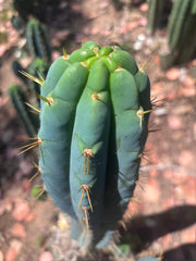 🌶️ 0201 — XL 15” Pup