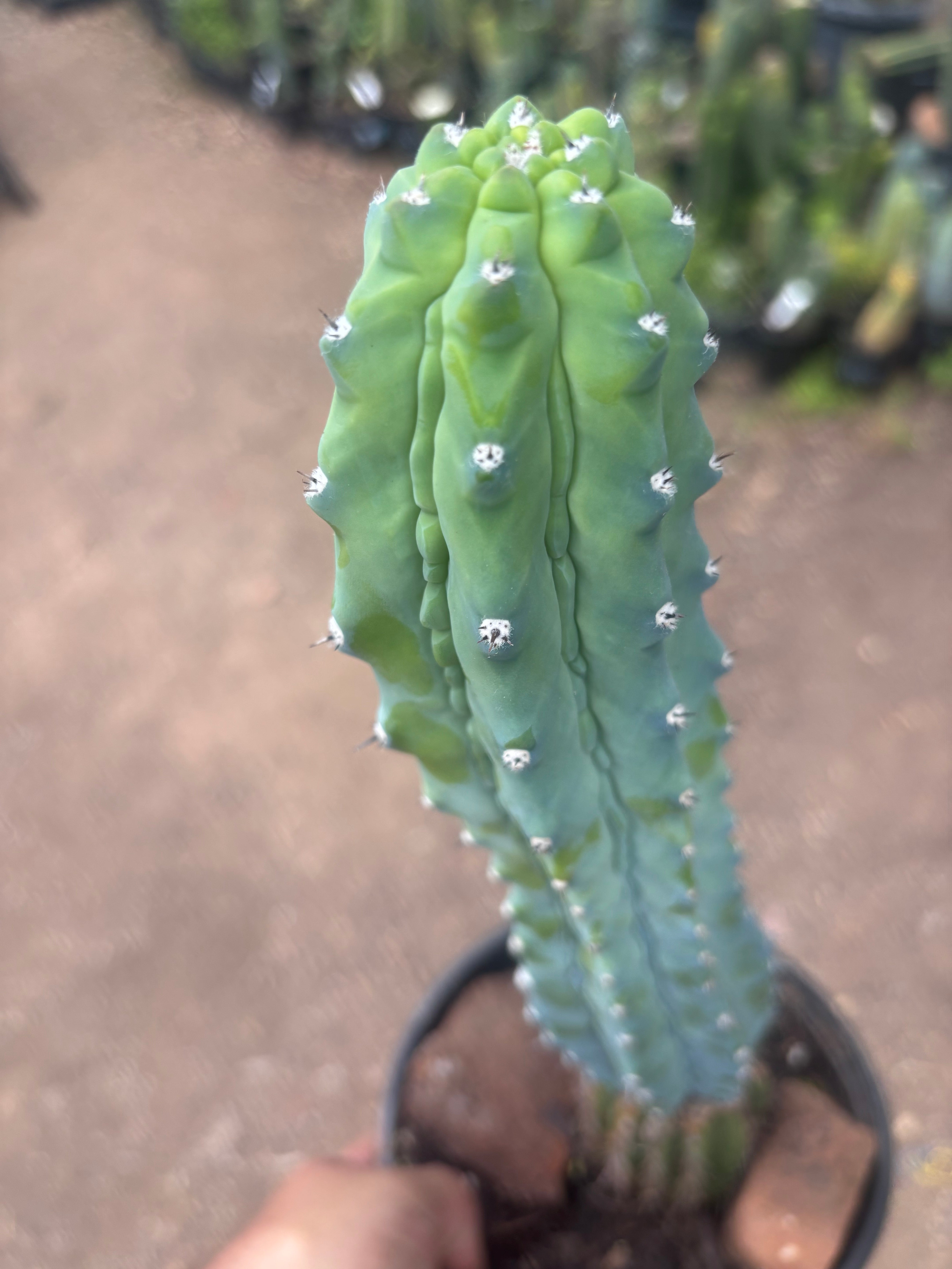 👑💎 Grecas — XL Established Tip Graft, Rooted