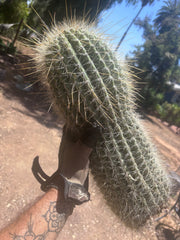 💎💎 T. Atacamensis — MASSIVE 17” Pup