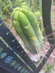 👑🌶️ BBB — 10” Pups