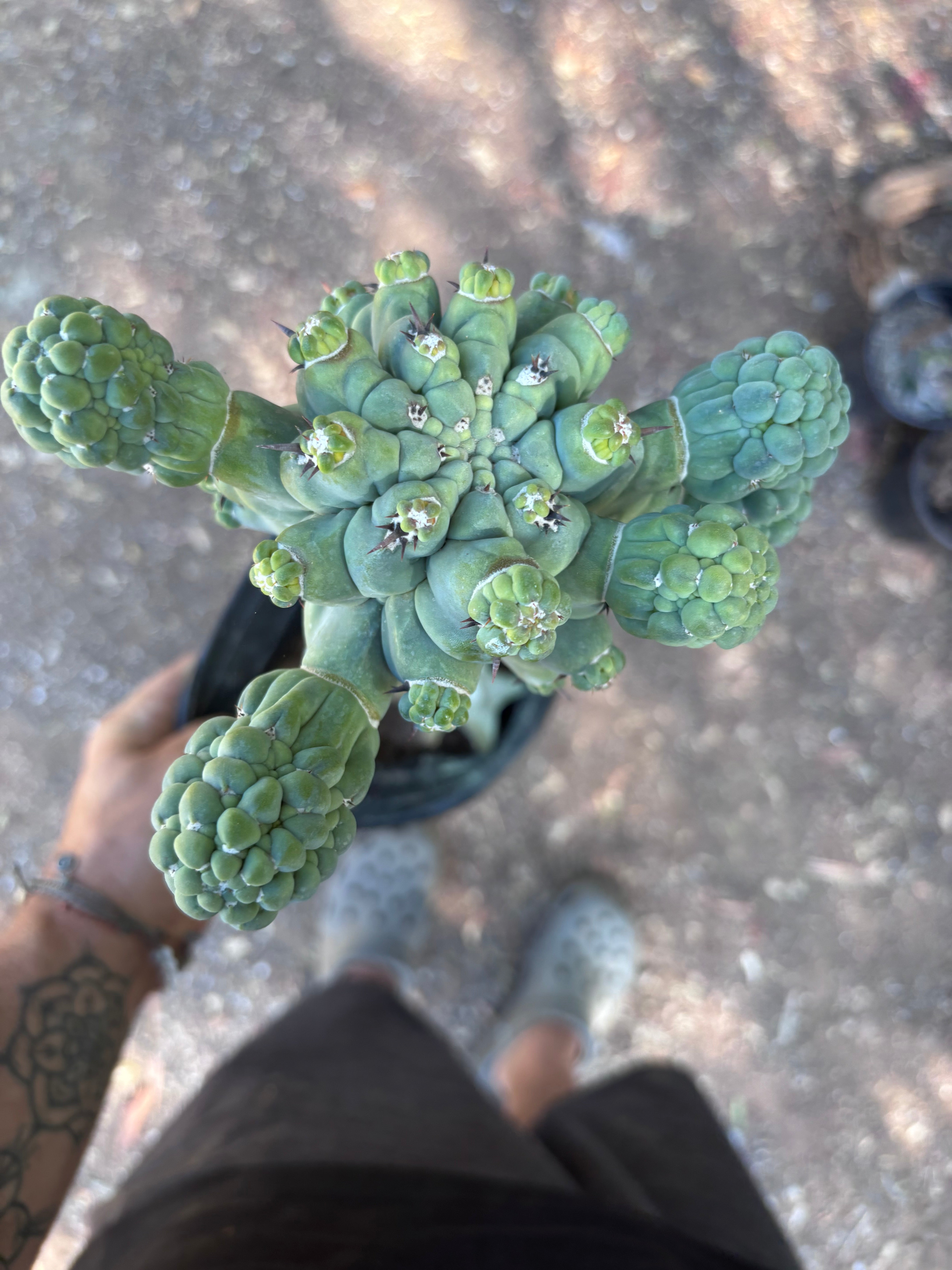 💎👑💎 Glorp — XL Rooted Pupsplosion Graft