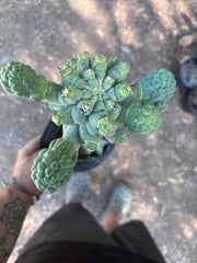 💎👑💎 Glorp — XL Rooted Pupsplosion Graft