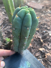 💎👑🌶️🌶️ Austy’s Bomb — 6” Pup