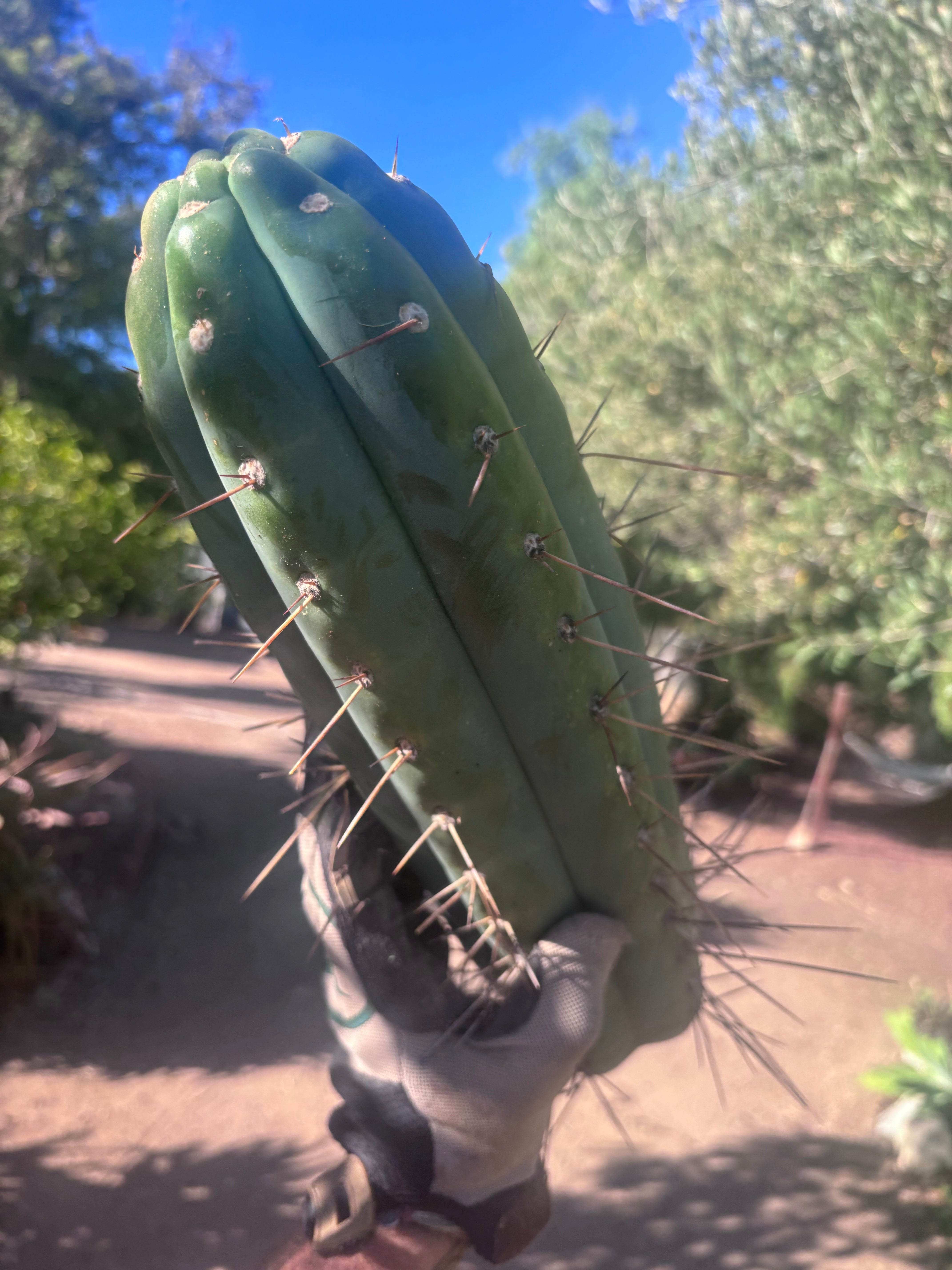 🌶️ SS02 x Kimura’s Spiny Giant  — Another Massive 16” Tip