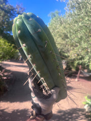 🌶️ SS02 x Kimura’s Spiny Giant  — Another Massive 16” Tip