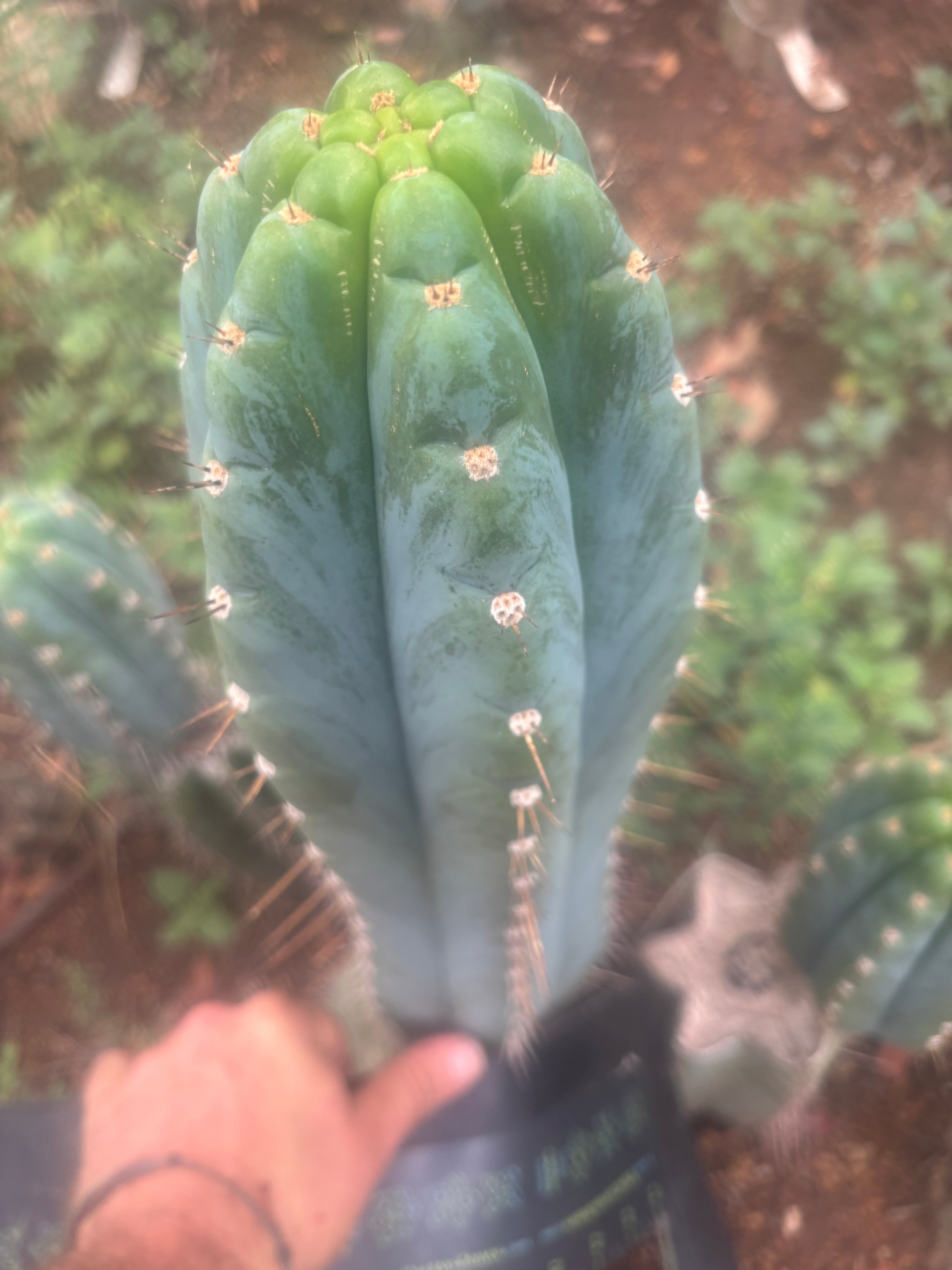 💎👑 Papa Smurf — BIG XL 14” Tip