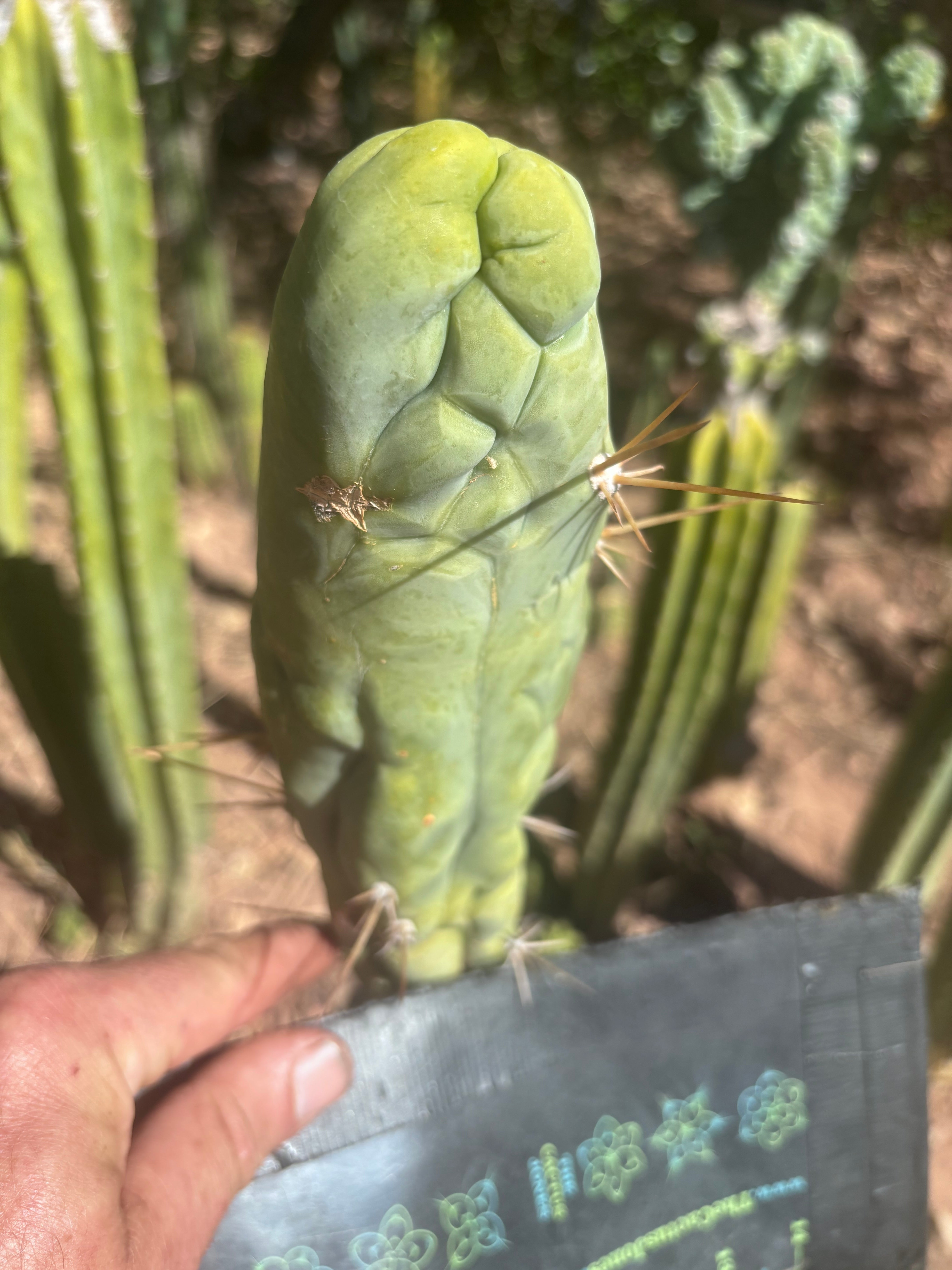 💎👑 Bruce’s Dragon — Chonky 8” Tip